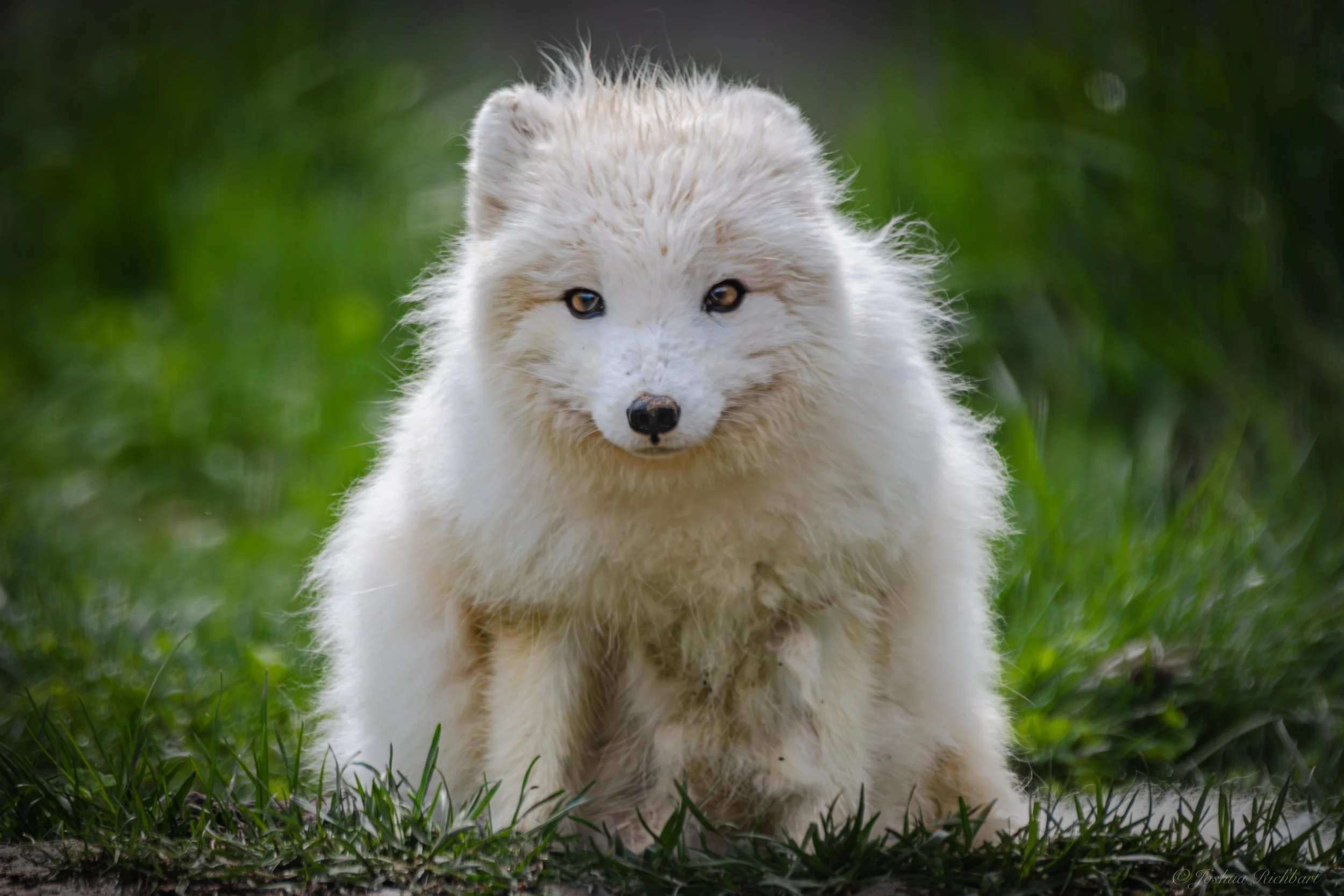 A fluffy white Arctic fox sitting on green grass with blurred green foliage in the background.