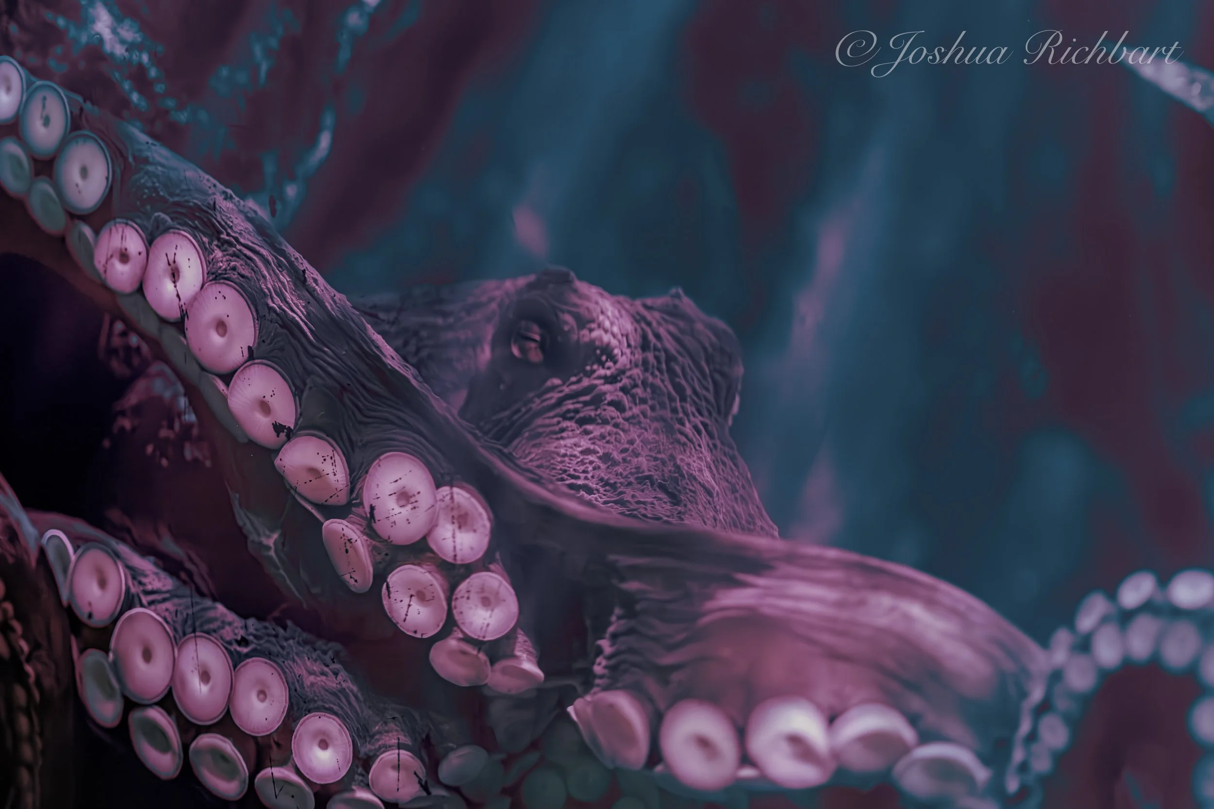 Close-up of octopus tentacles with suction cups, exhibiting a purple hue, with a blurred background and an octopus head partially visible.