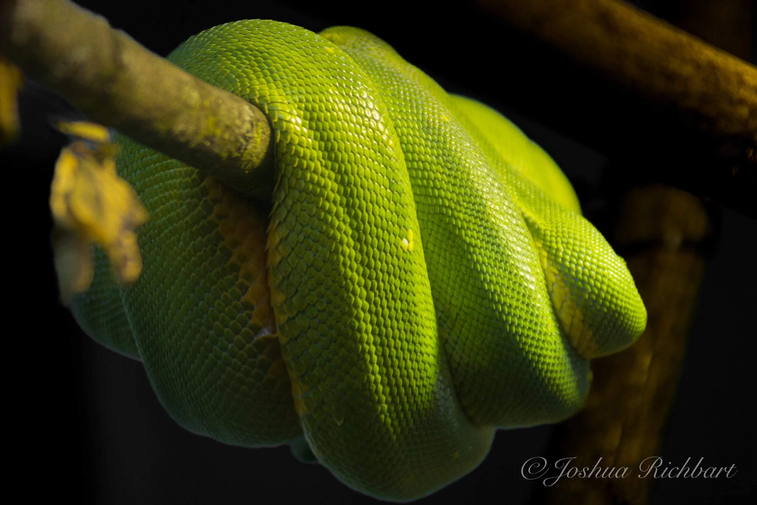 Close-up of a bright green snake hanging from a tree branch with dark background.
