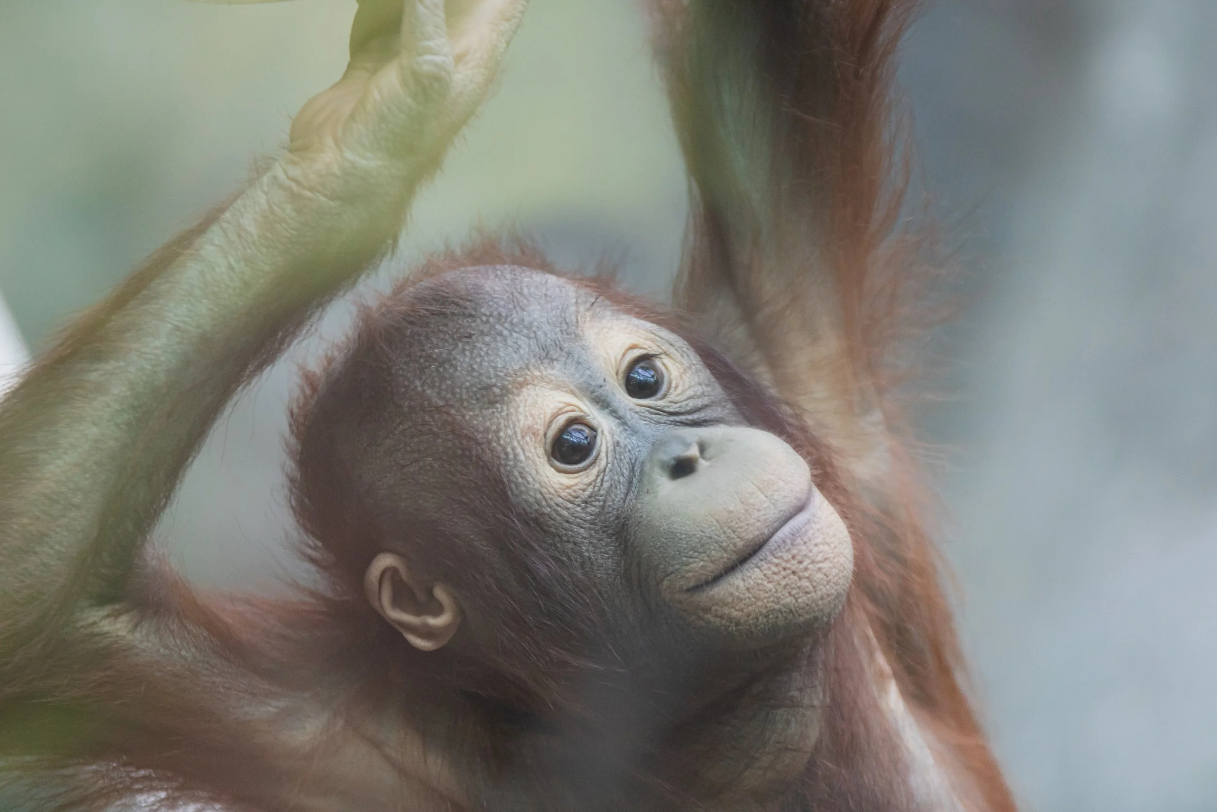 Young orangutan with soft facial features, large eyes, and reddish-brown fur, resting its arm on its head.
