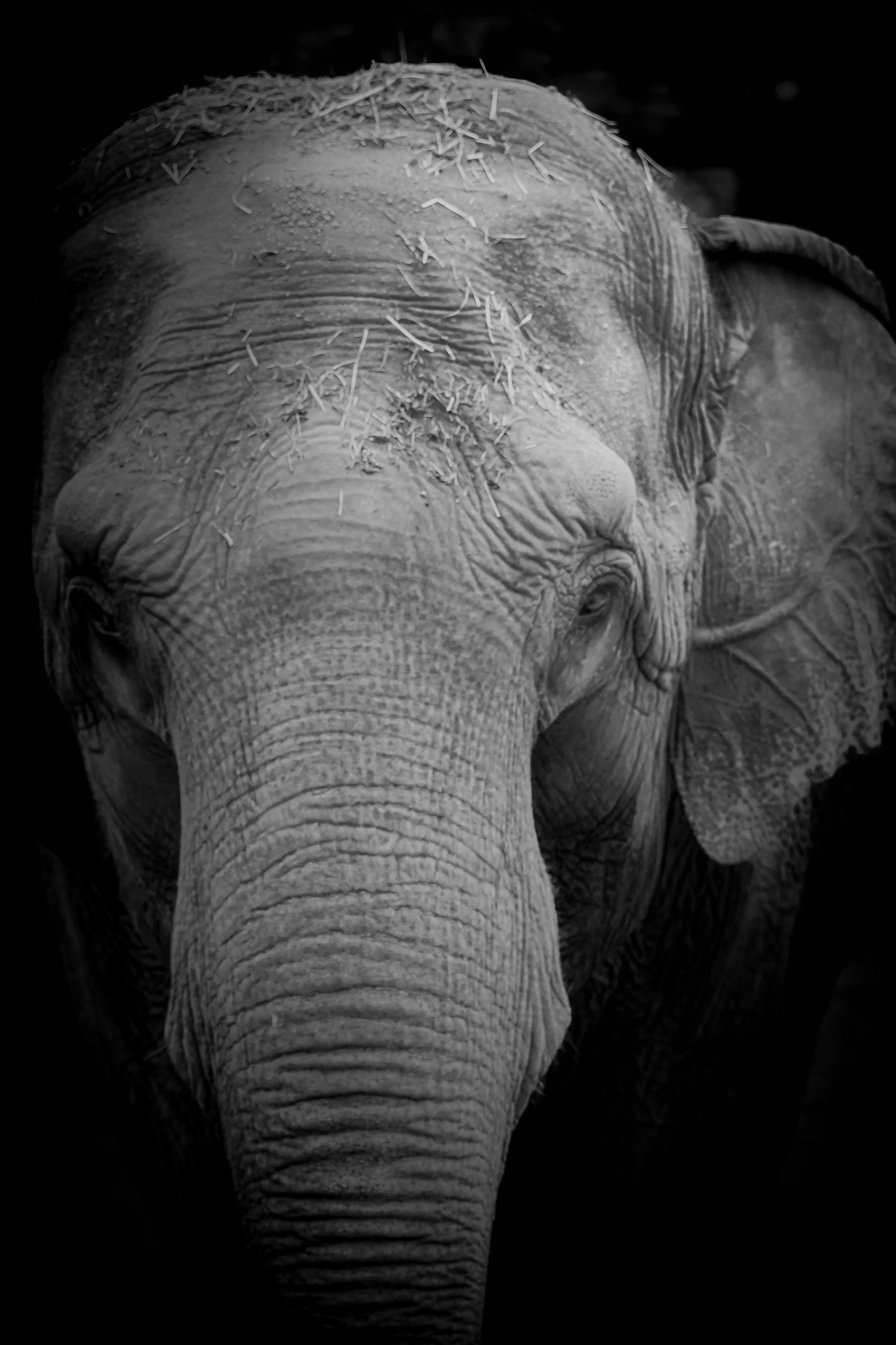 Black and white close-up photograph of an elephant's face, showing its textured skin and large ear.