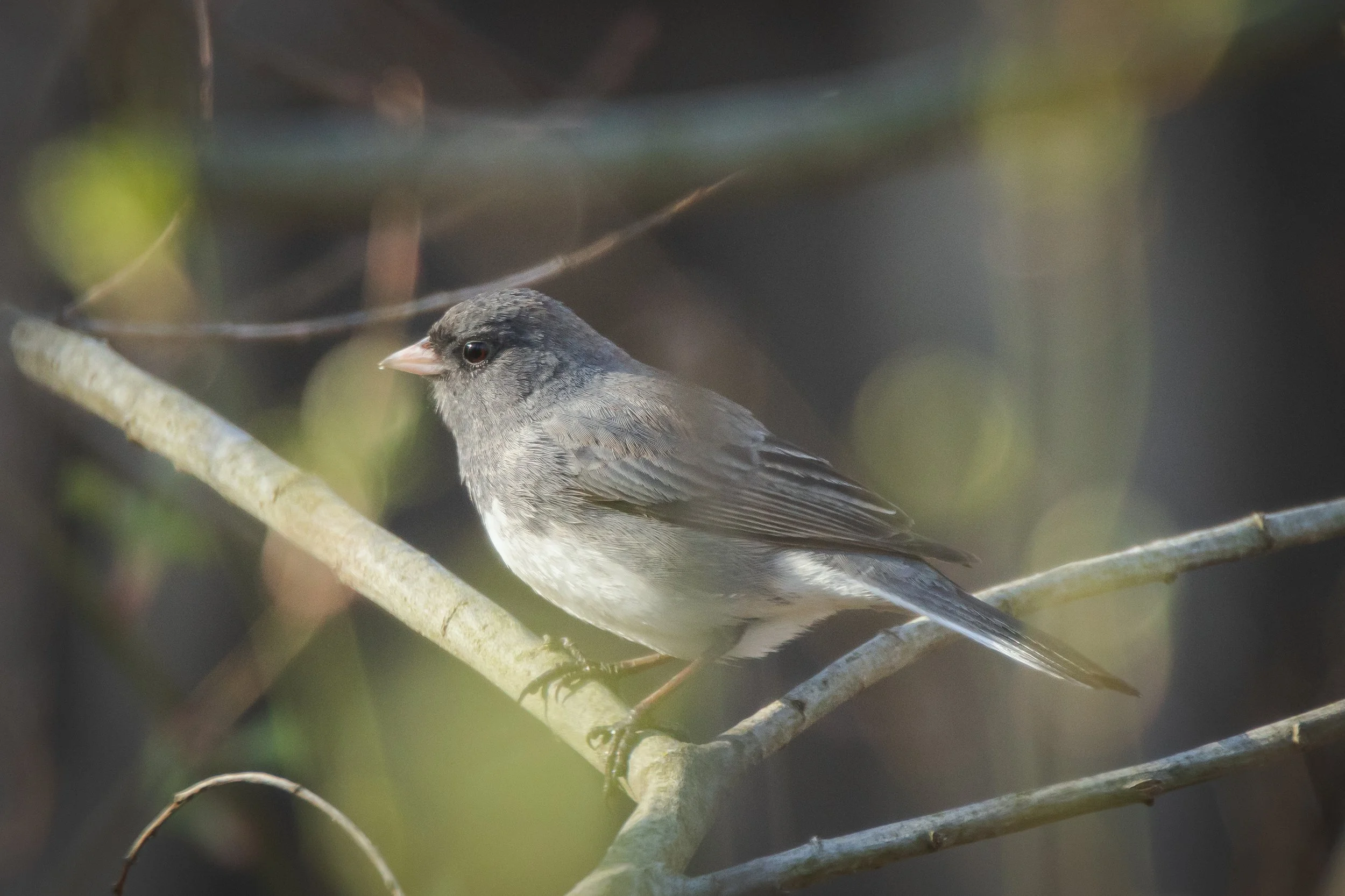 A small bird with gray and white feathers perched on a thin branch in a natural setting with blurred green and brown background.