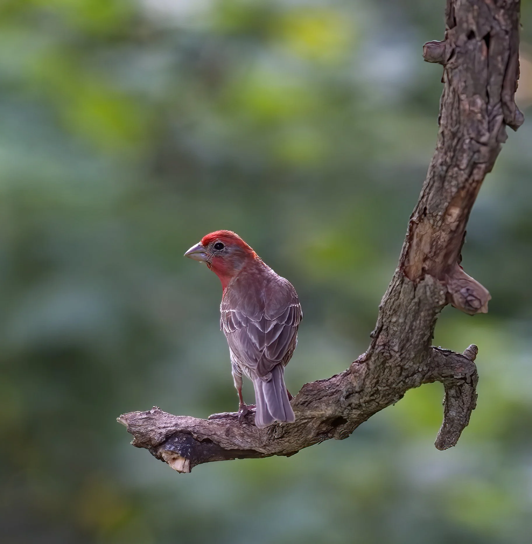 IMG_6836 cr d   zzz  web site.jpg