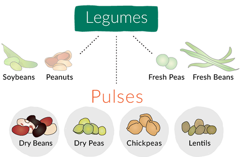 All Pulses are Legumes, but not all Legumes are Pulses