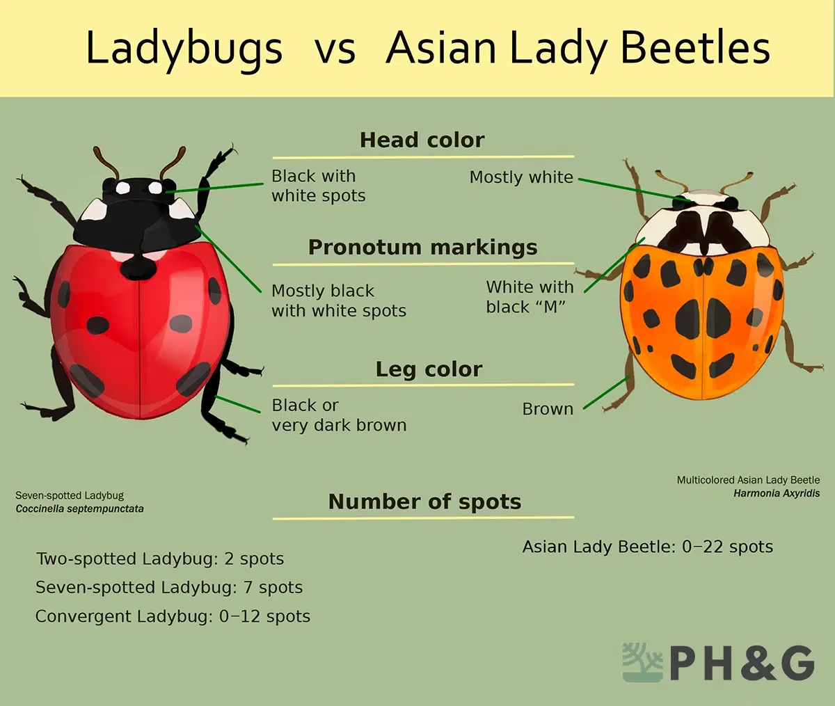 Ladybugs VS Asian Lady Beetles