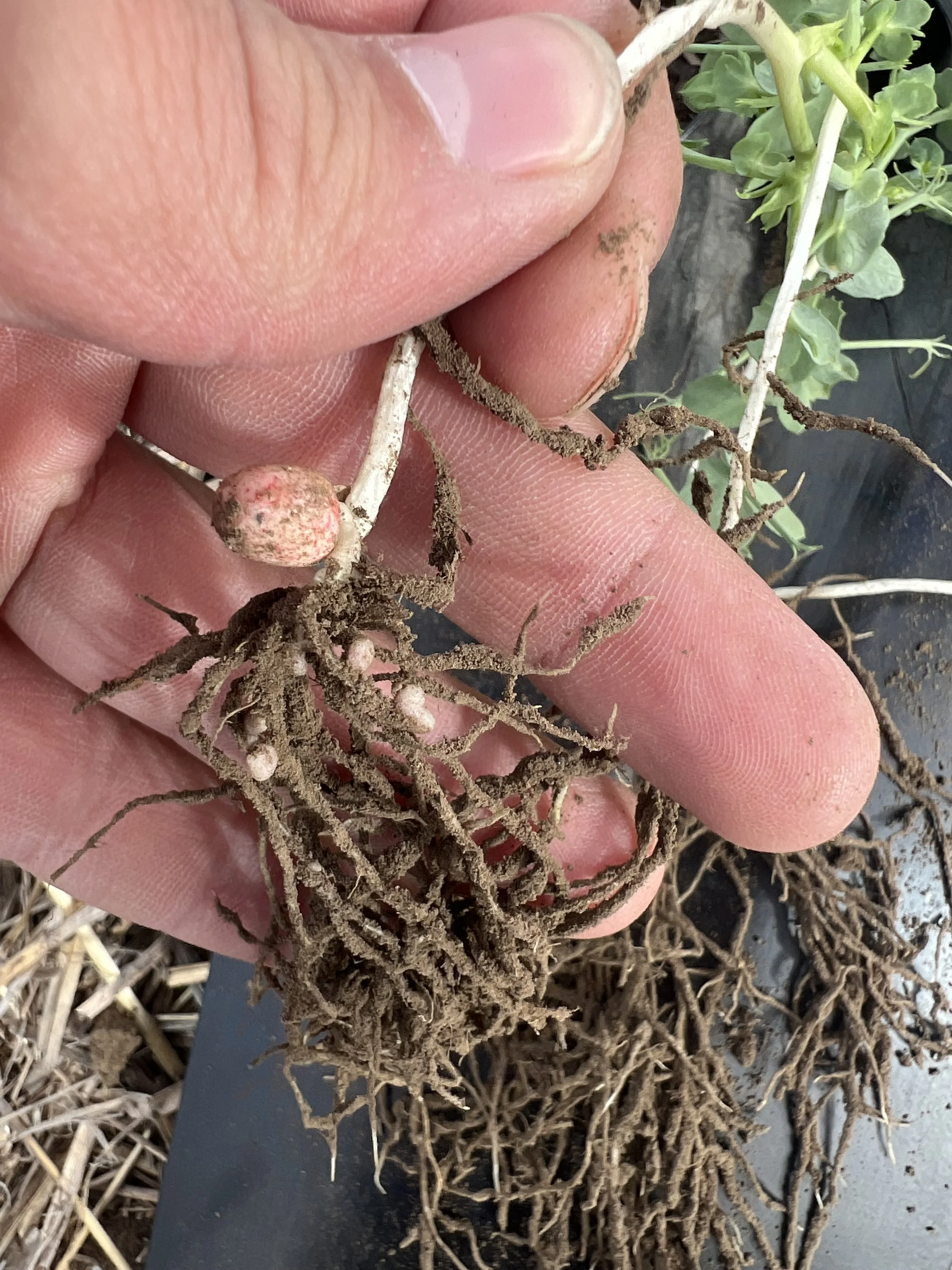 Mike Stubbs’ Trials