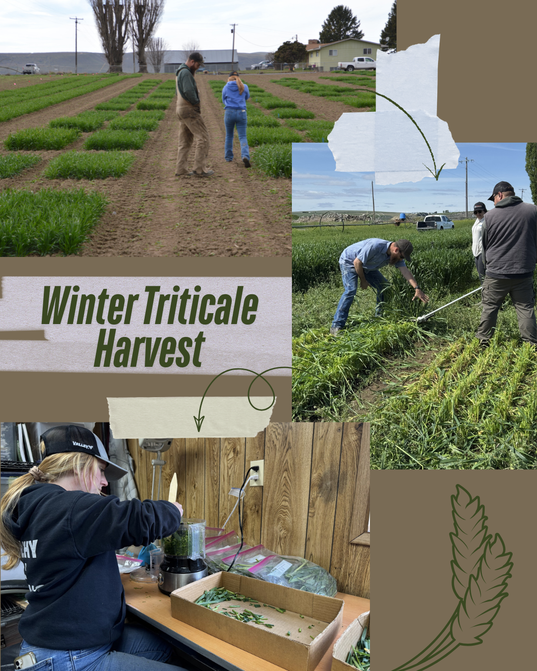 Winter Triticale Harvest 2026