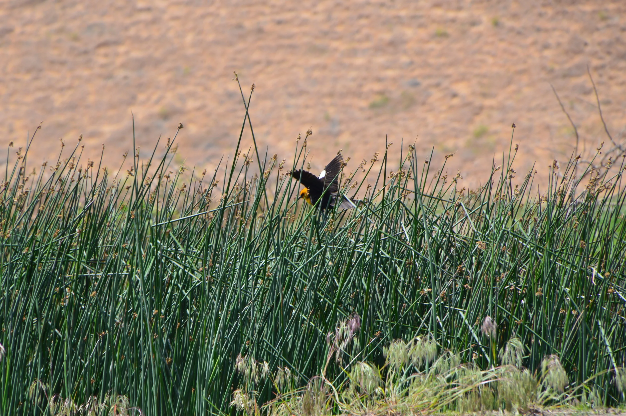 DSC_0080.JPG
