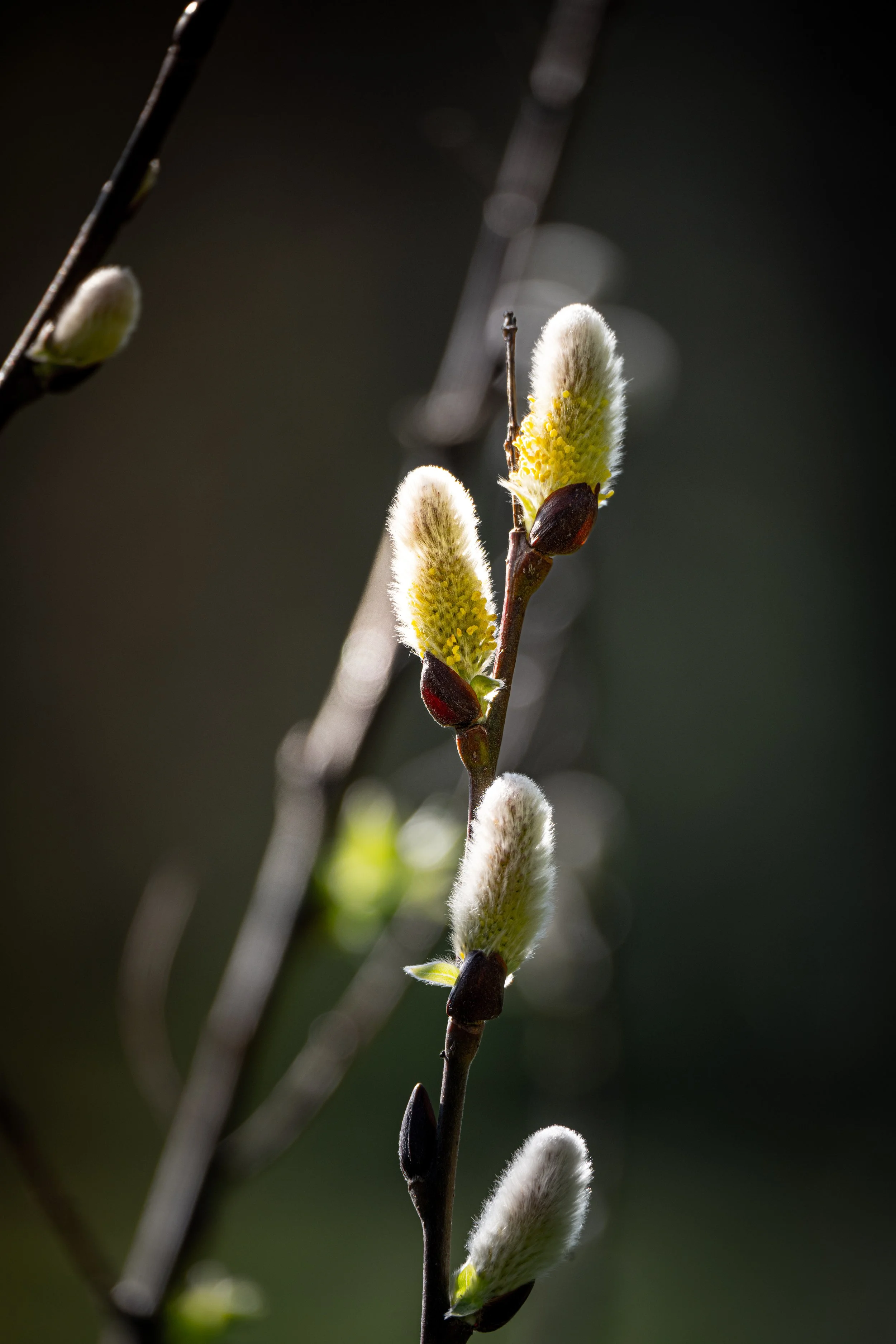 budding-branch-early-spring-detail.JPG