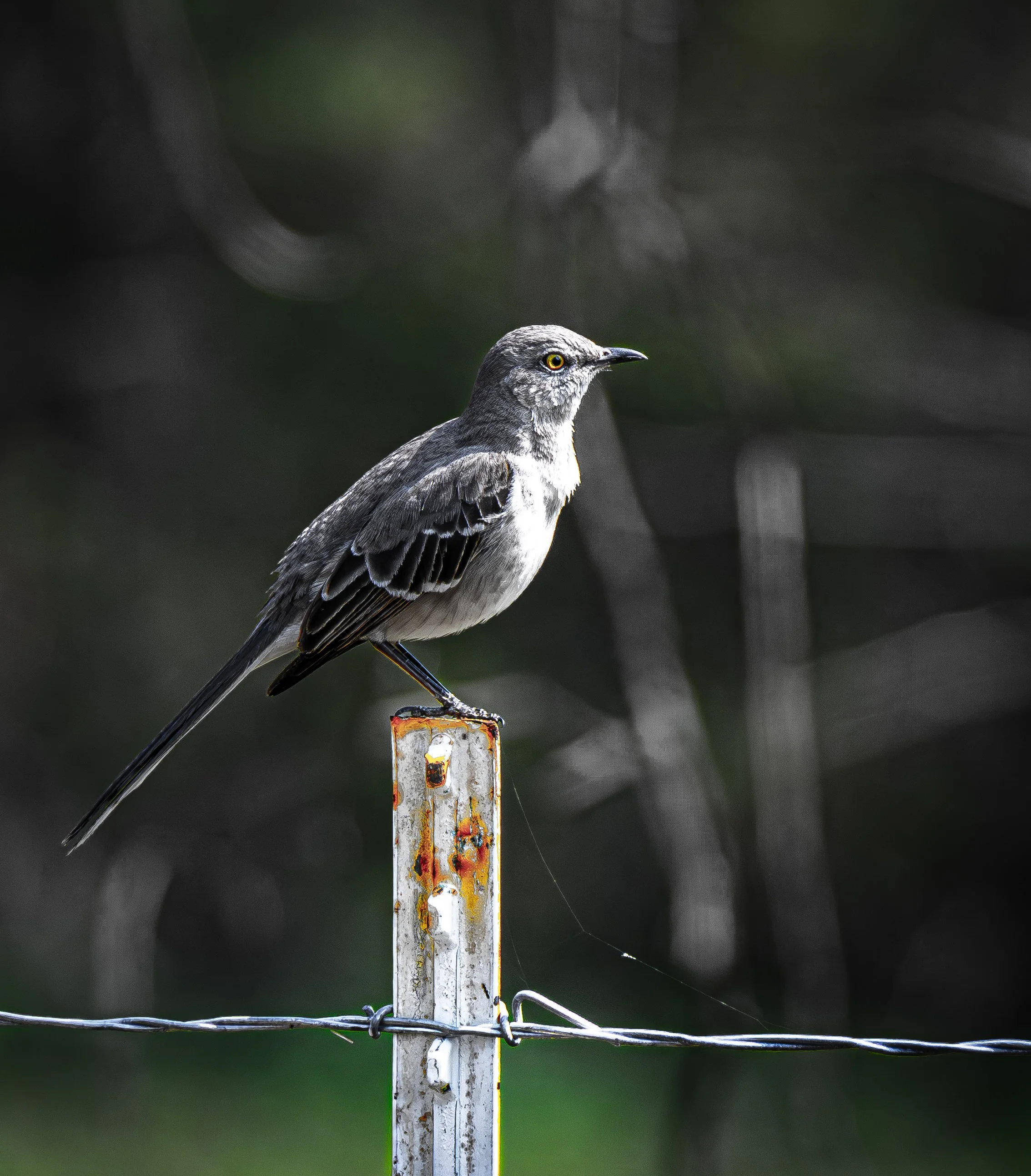 songbird-perched-fence-northwest-arkansas.JPG
