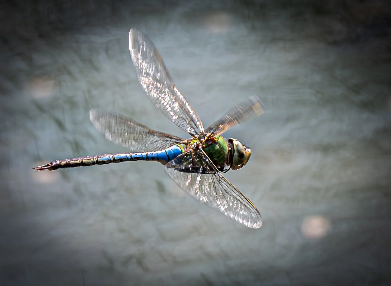 dragonfly-water-northwest-arkansas.JPG