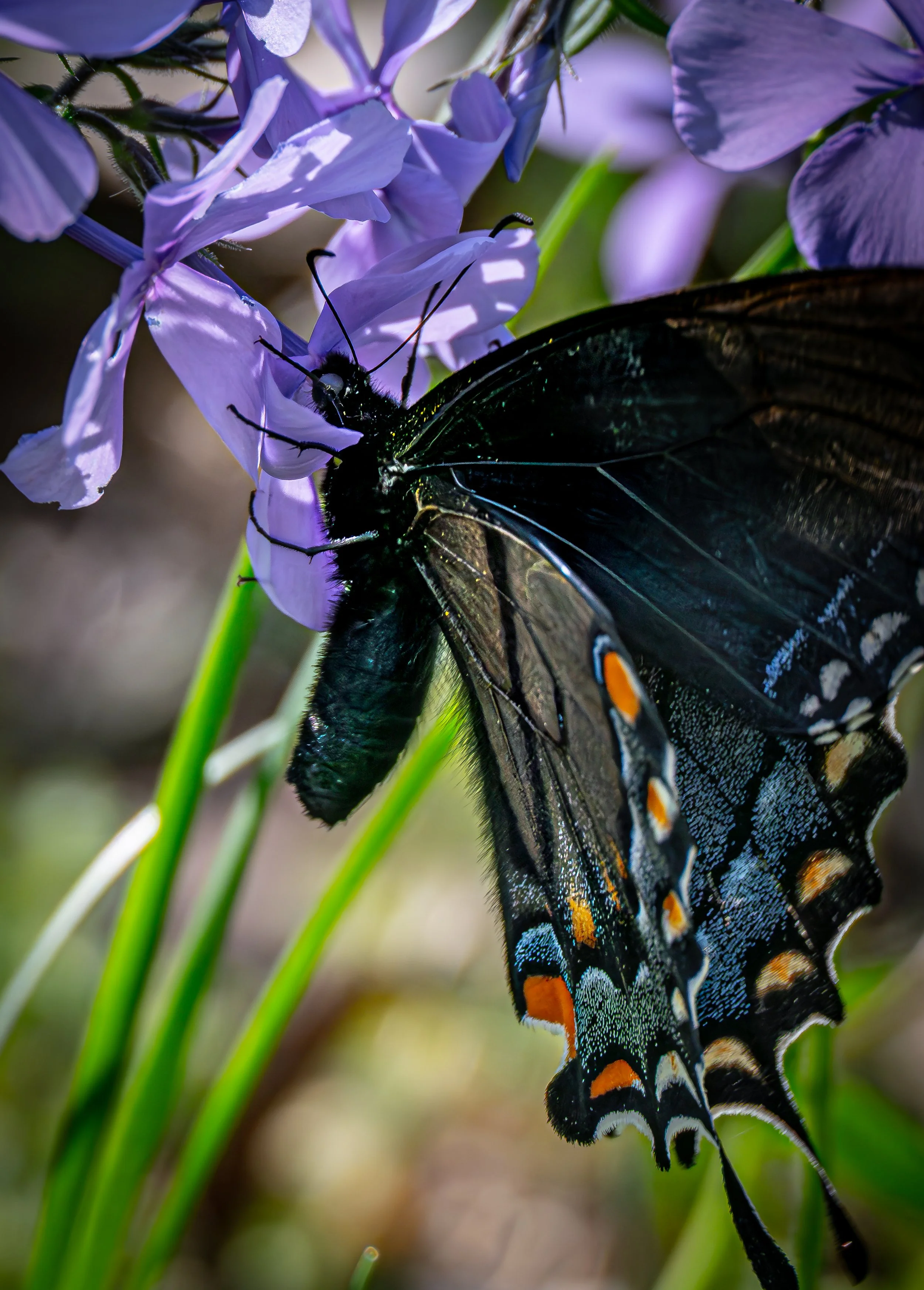 butterfly-purple-flowers-nwa.JPG