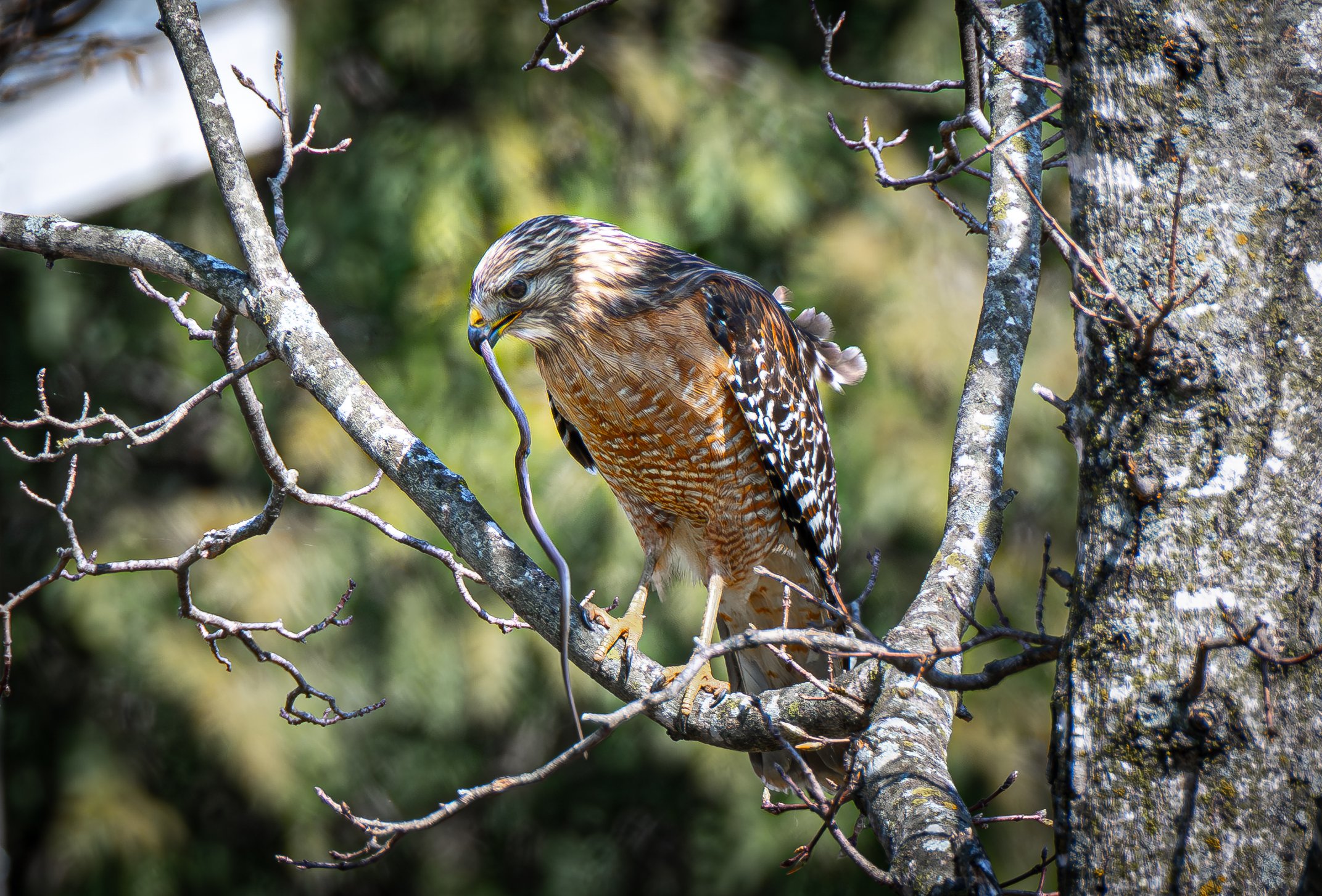 Walk About NWA | Northwest Arkansas Photo Walk