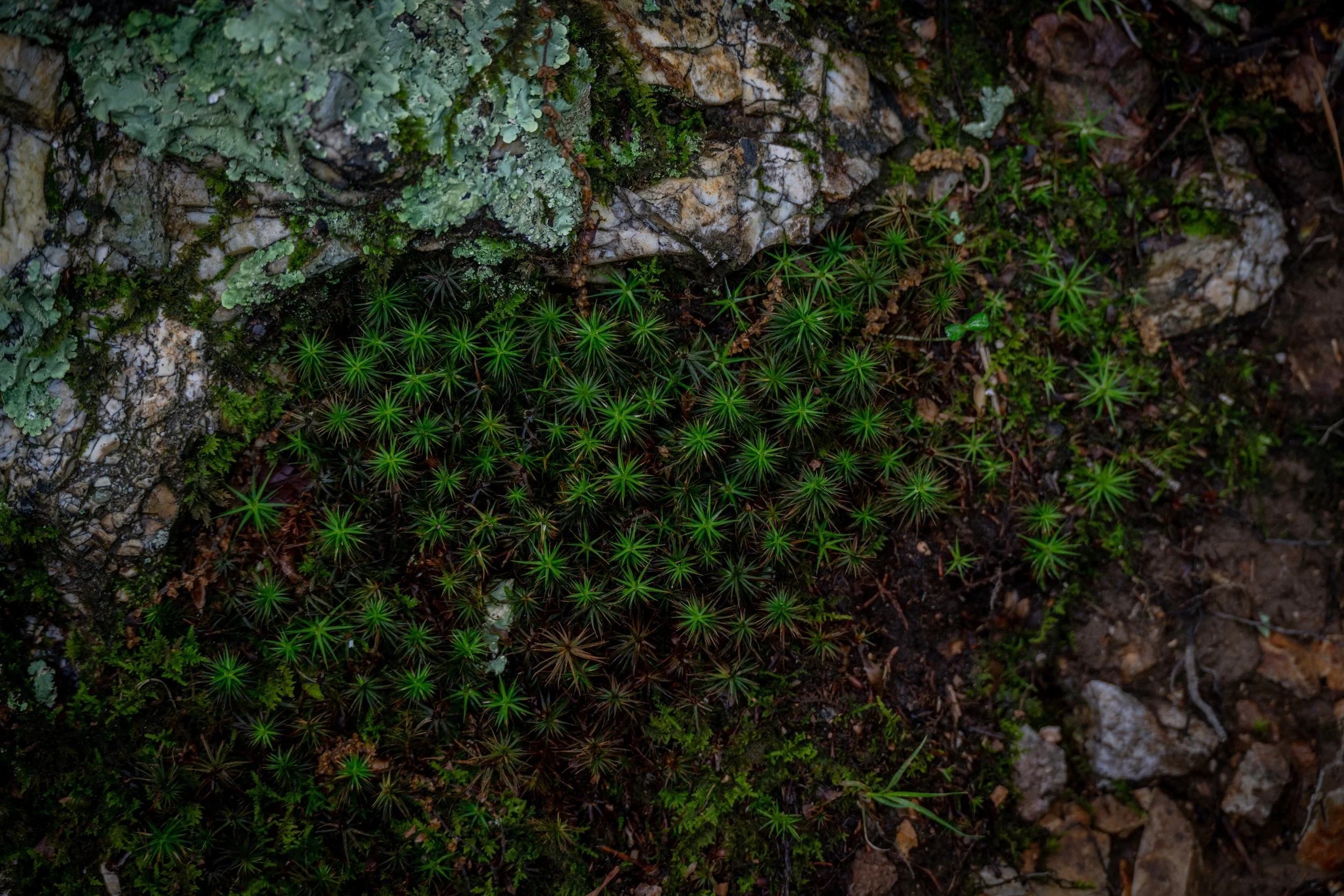 Moss and Red Buds in Shadow.JPG