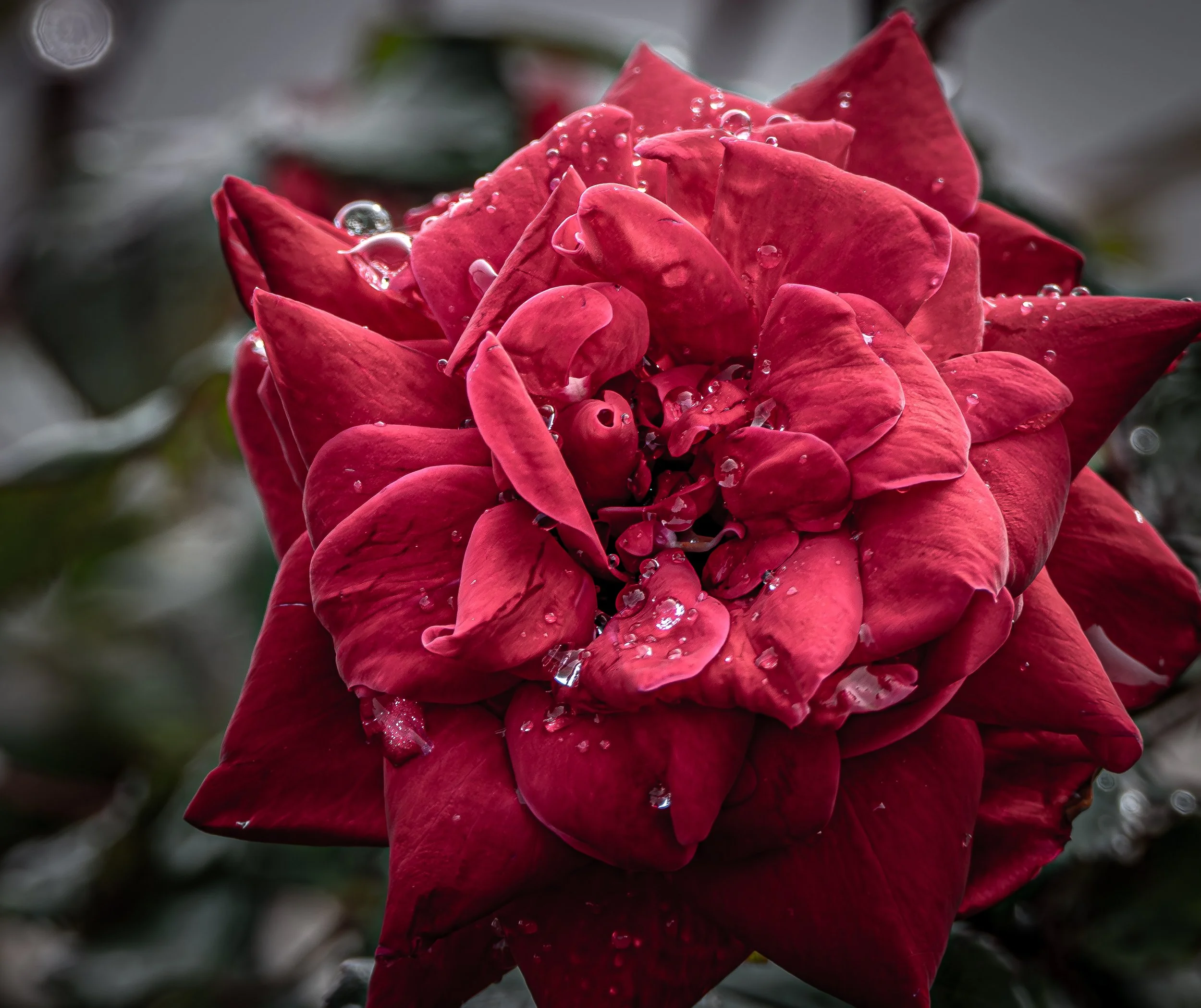 Red Bloom in Spring Light.JPG