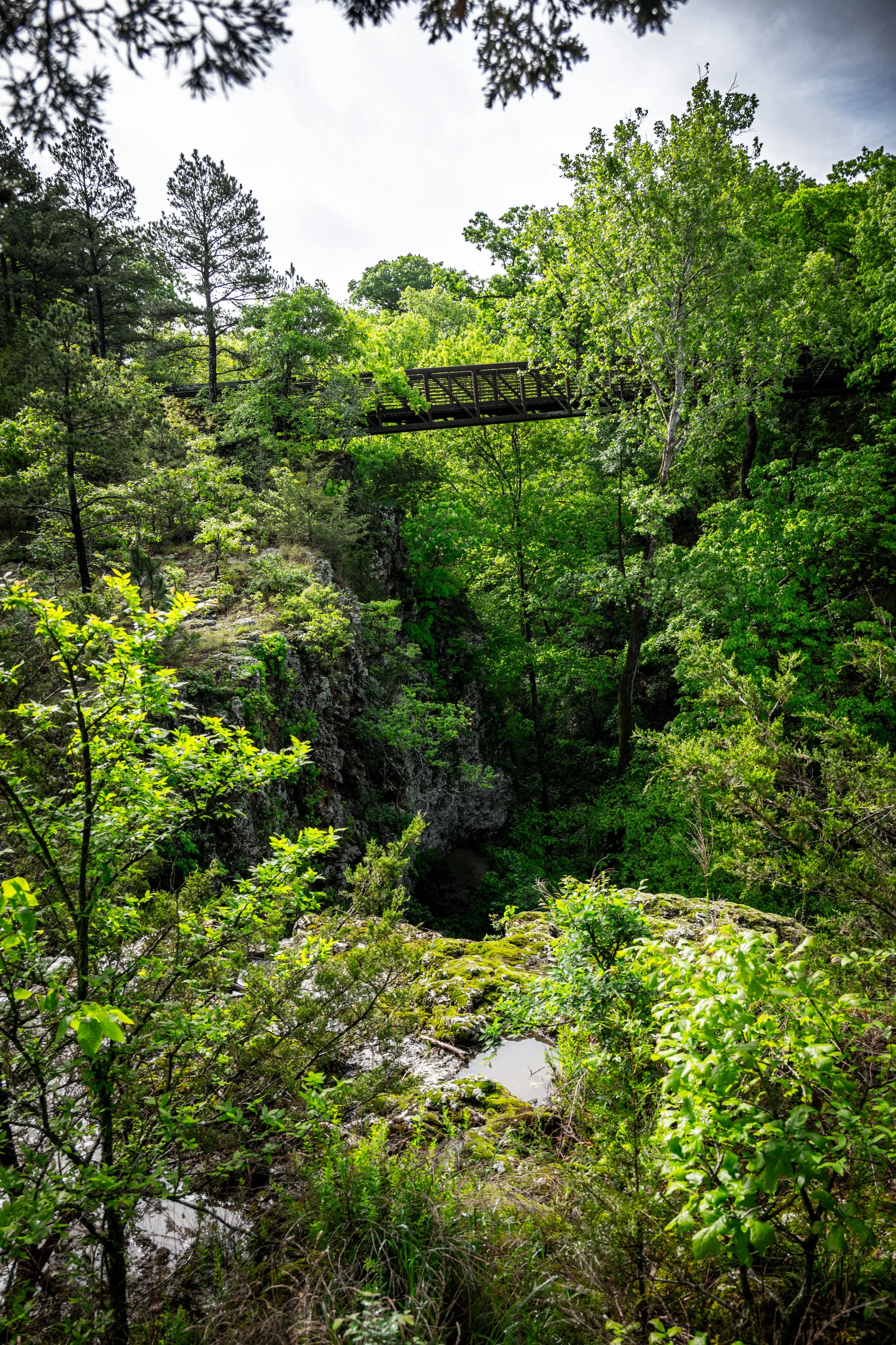 Stone Path Through Green Canopy.JPG
