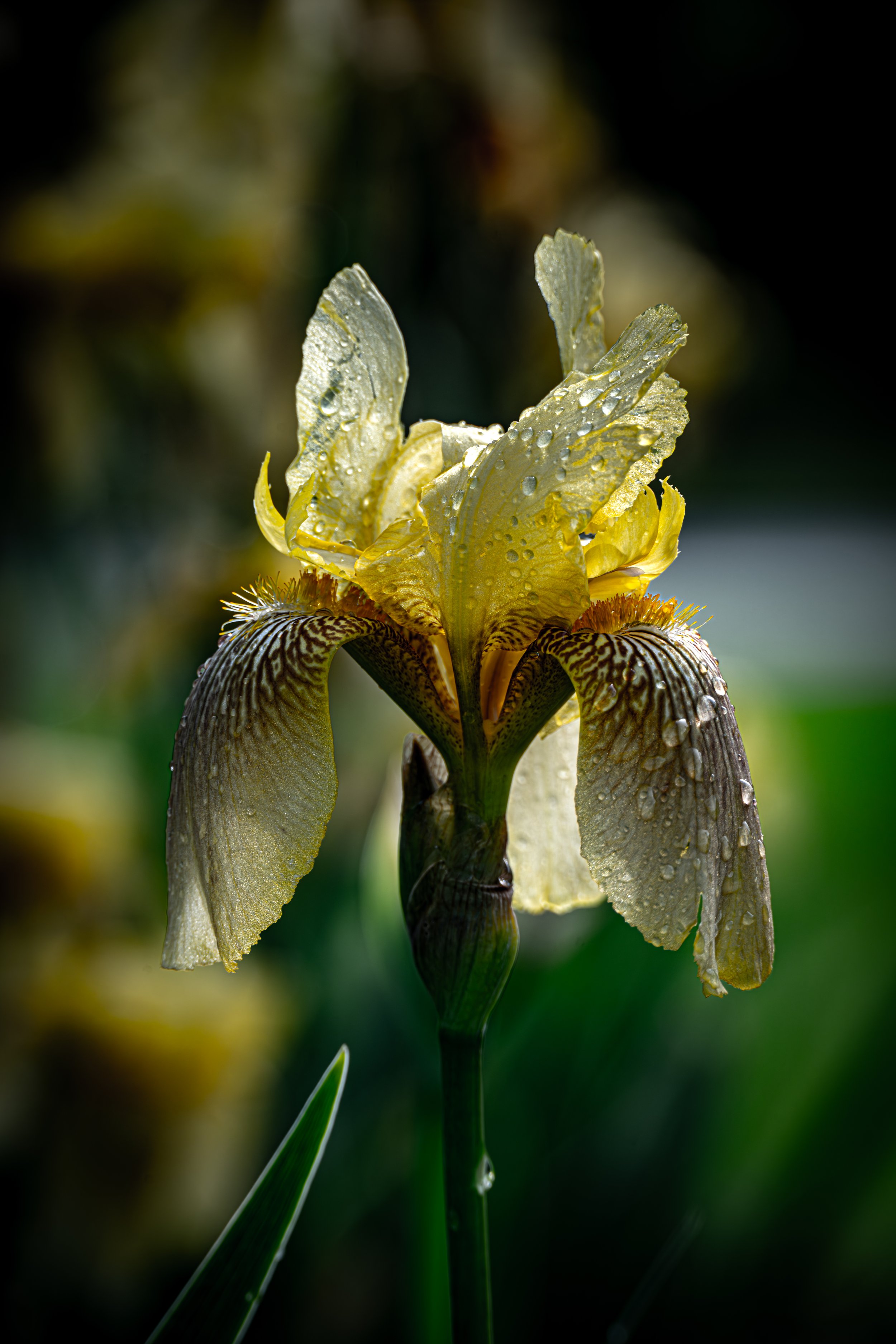 Yellow Iris After Rain.JPG