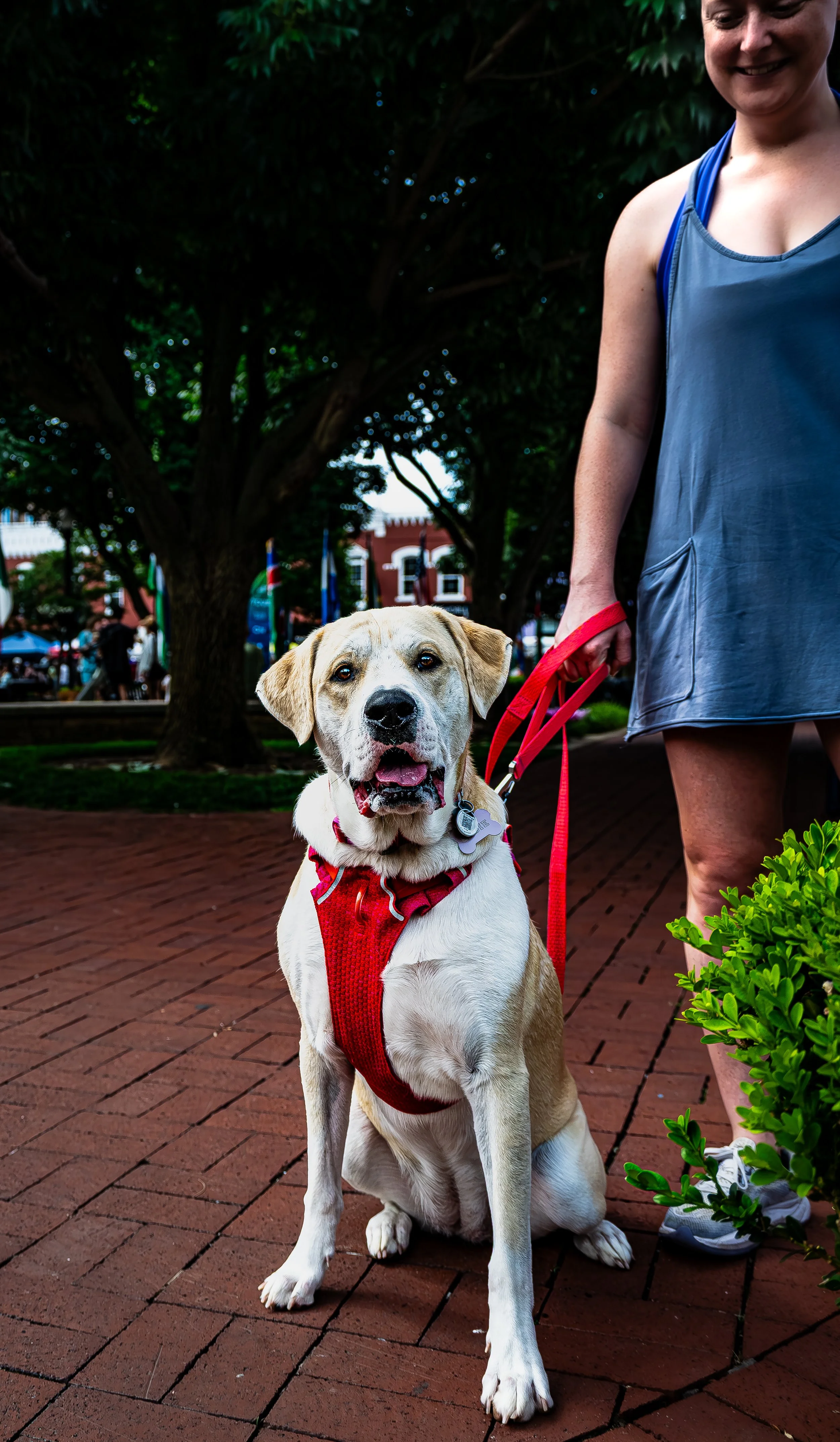 Yellow Lab at the Marke