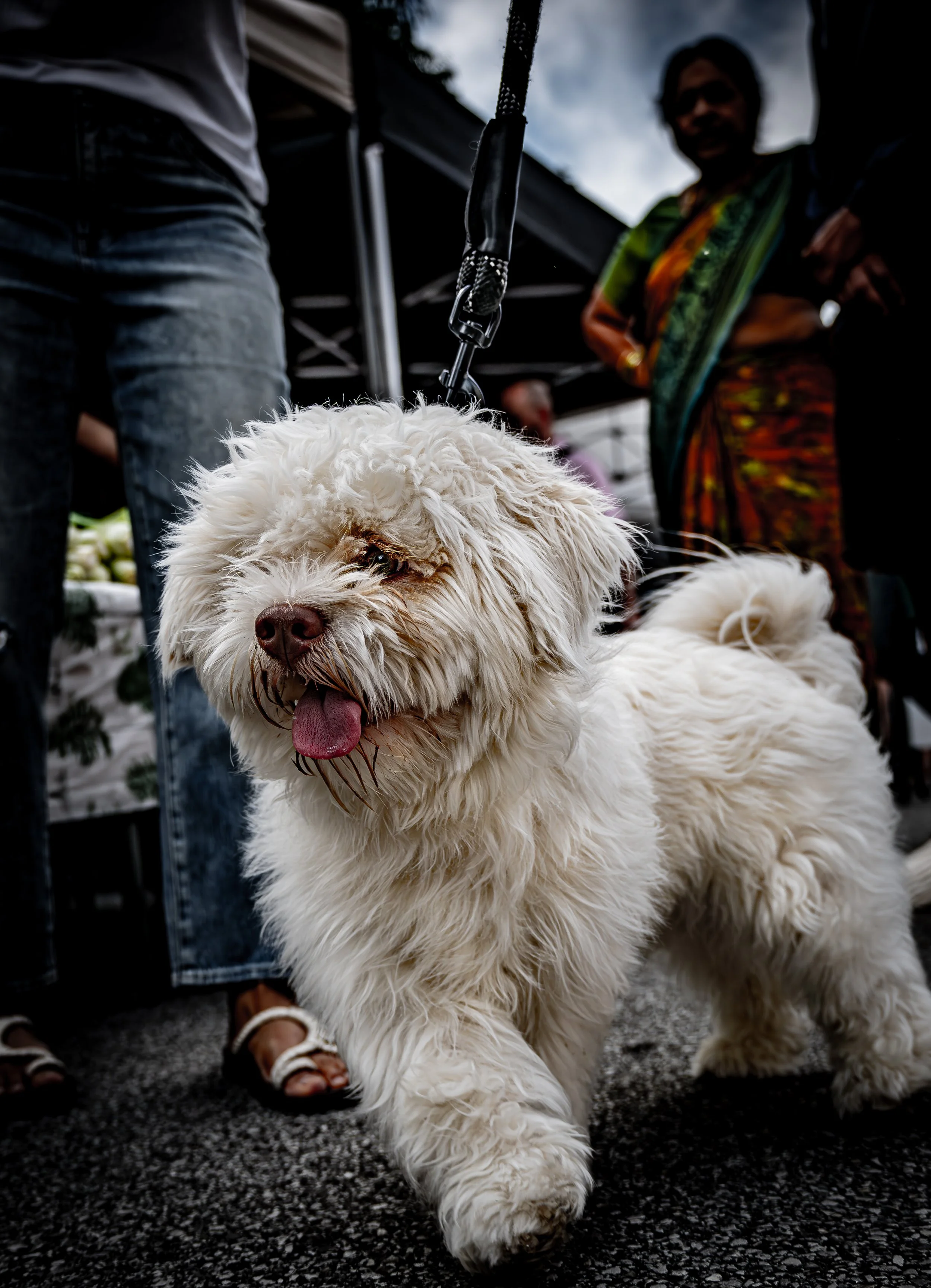 White Market Dog