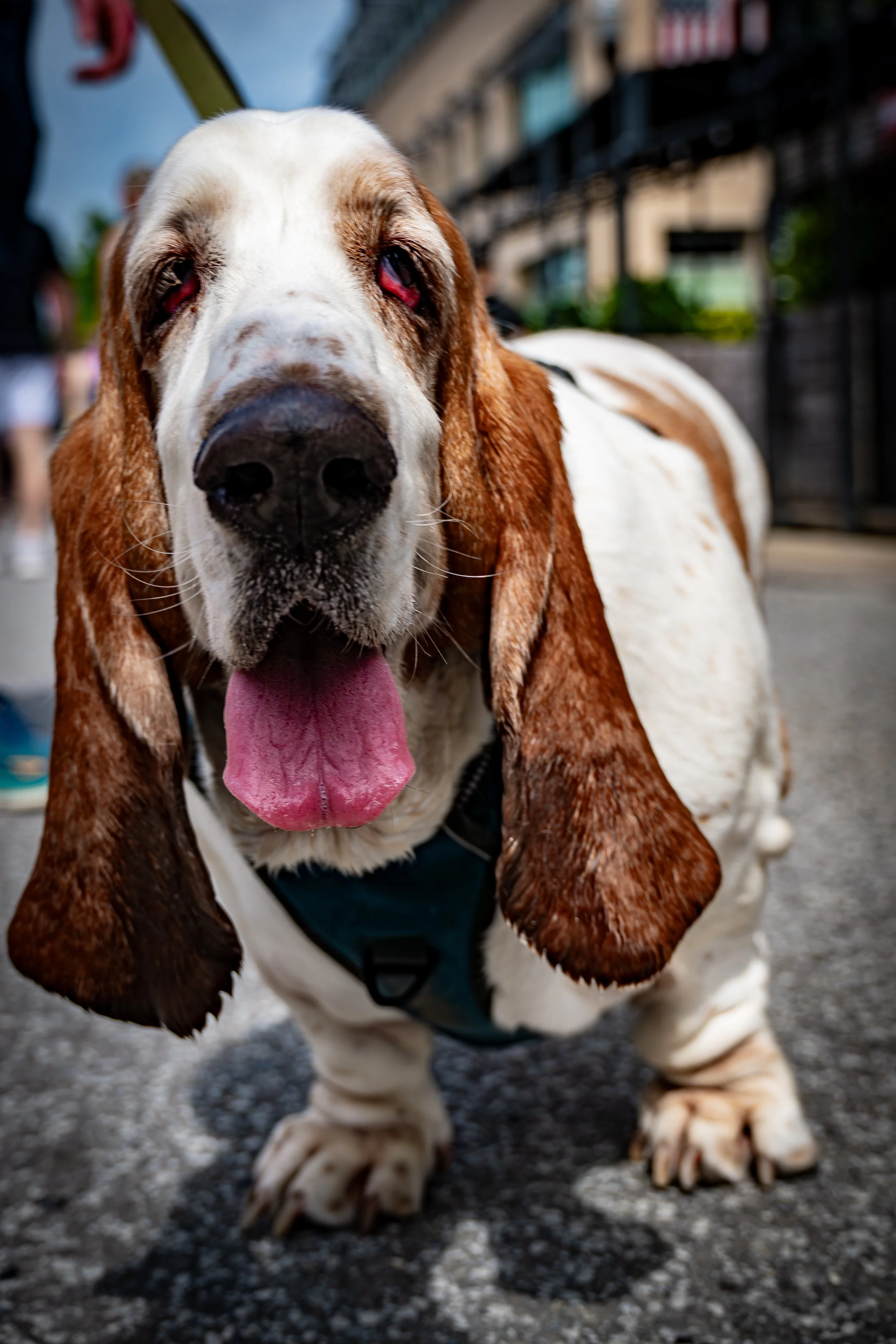 Basset Hound Portrait