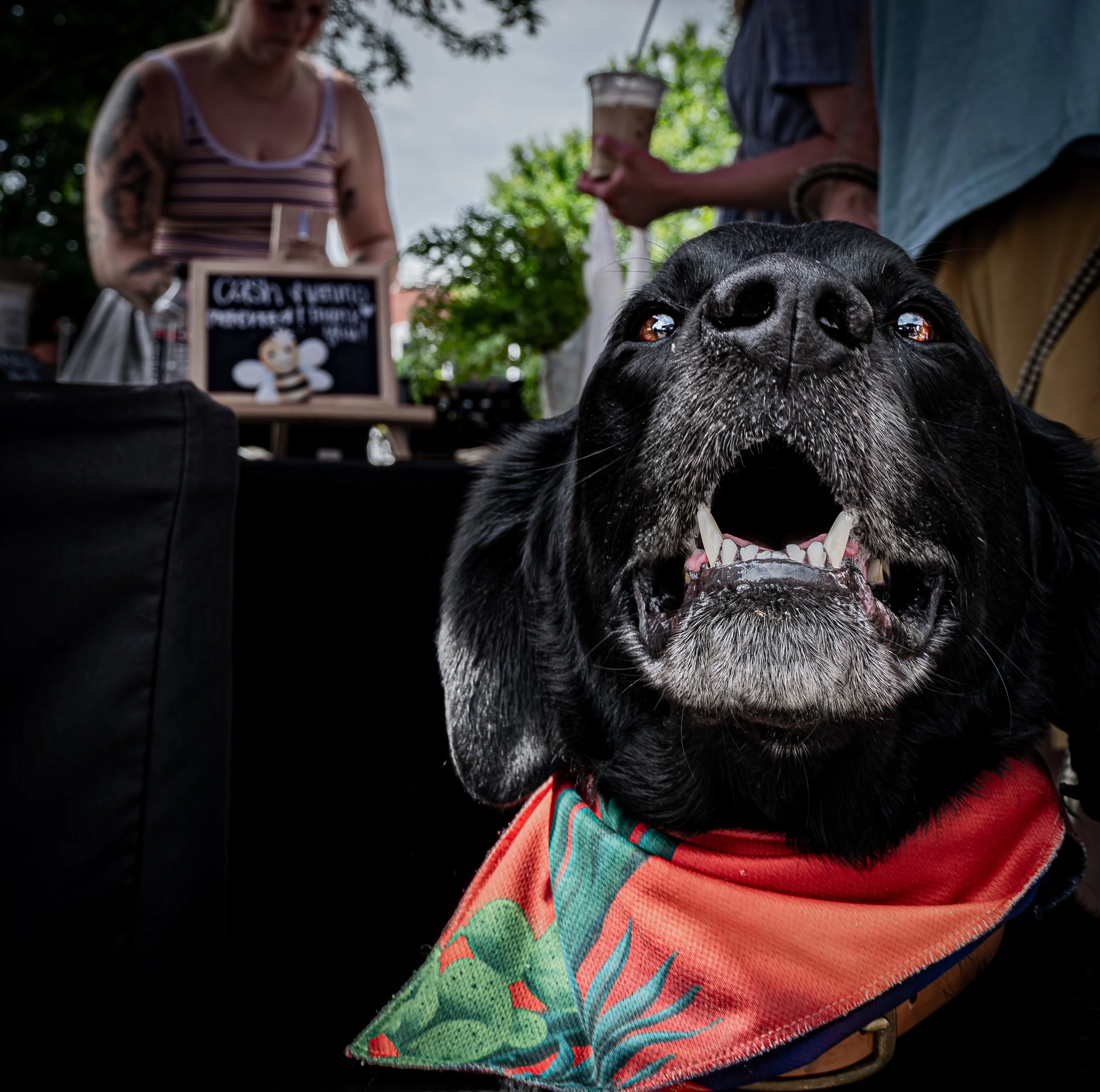 Happy Market Dog