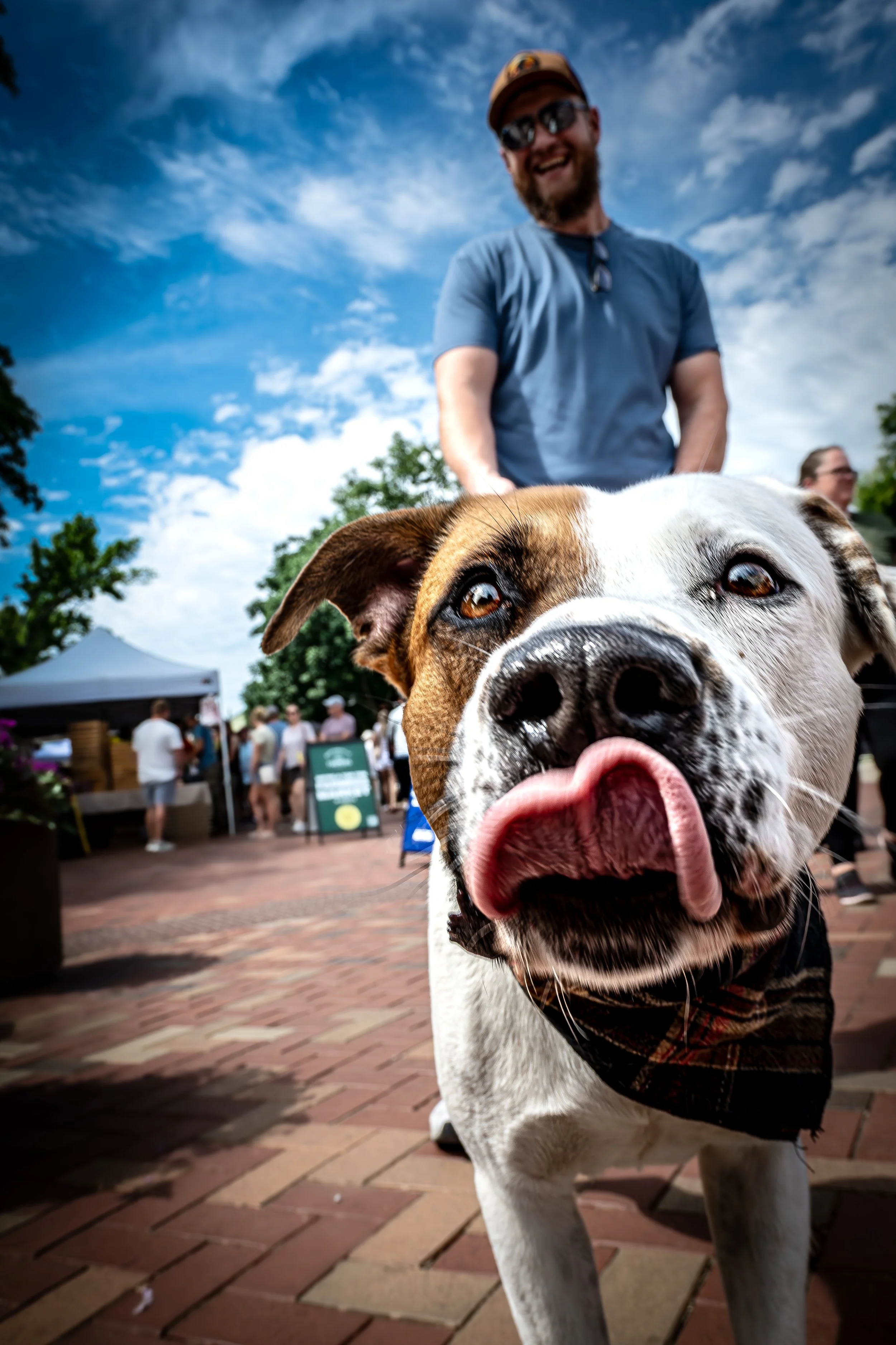Market Dog on Brick Street