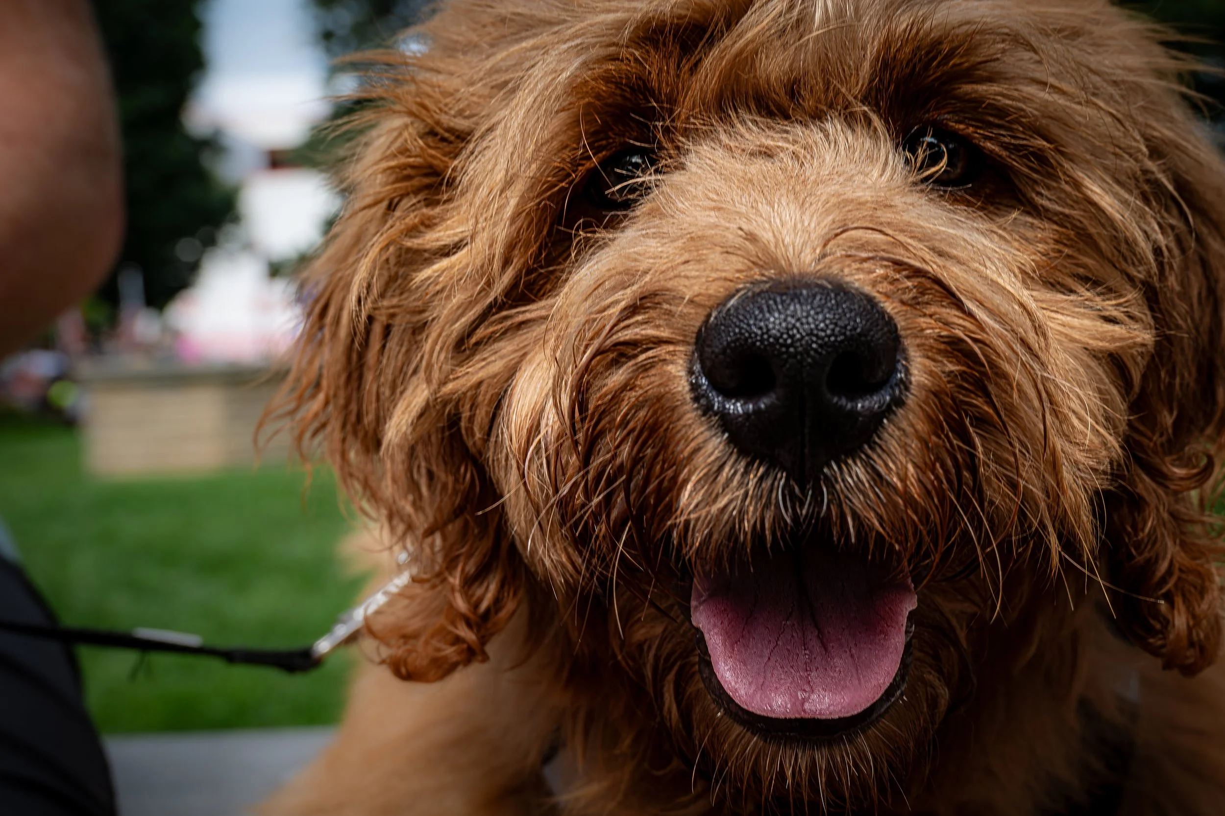 Curly-Haired Market Dog