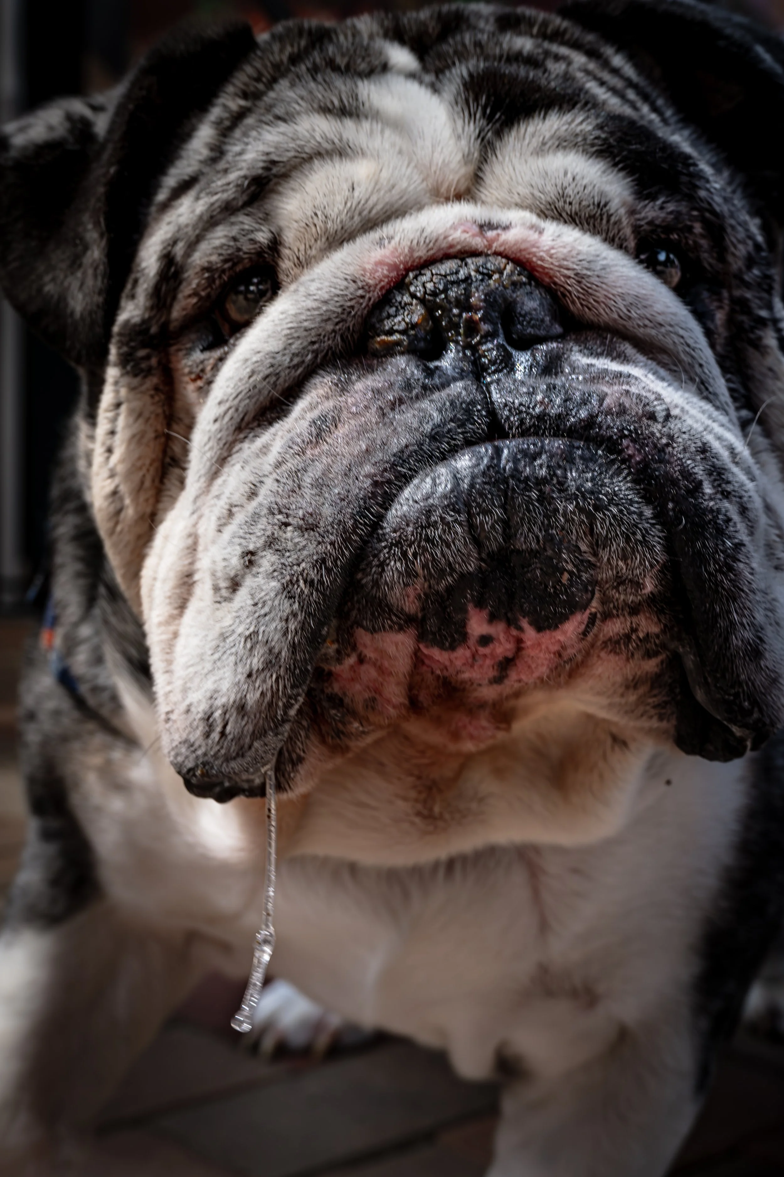 Bulldog at the Market