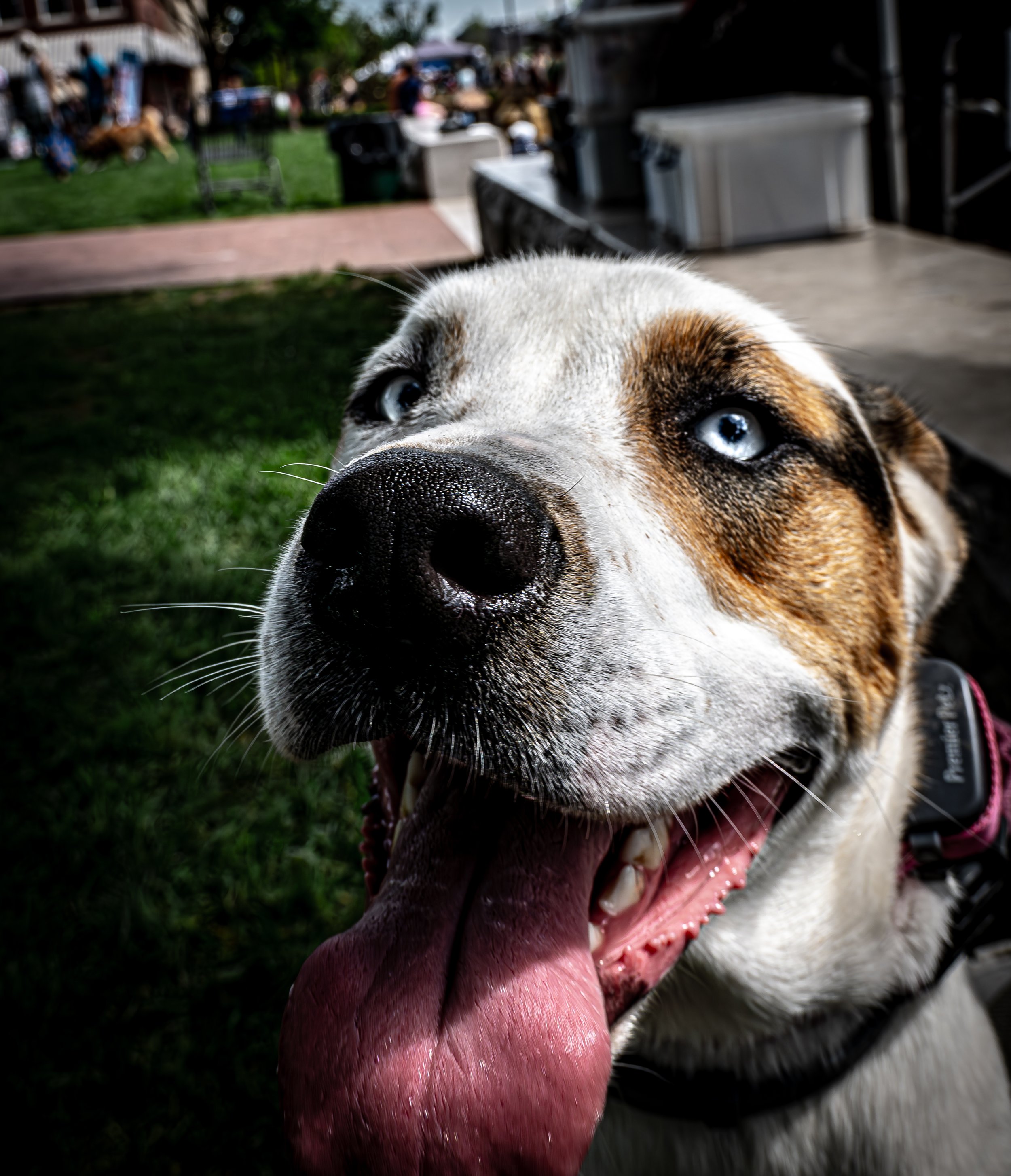Blue-Eyed Dog Portrait