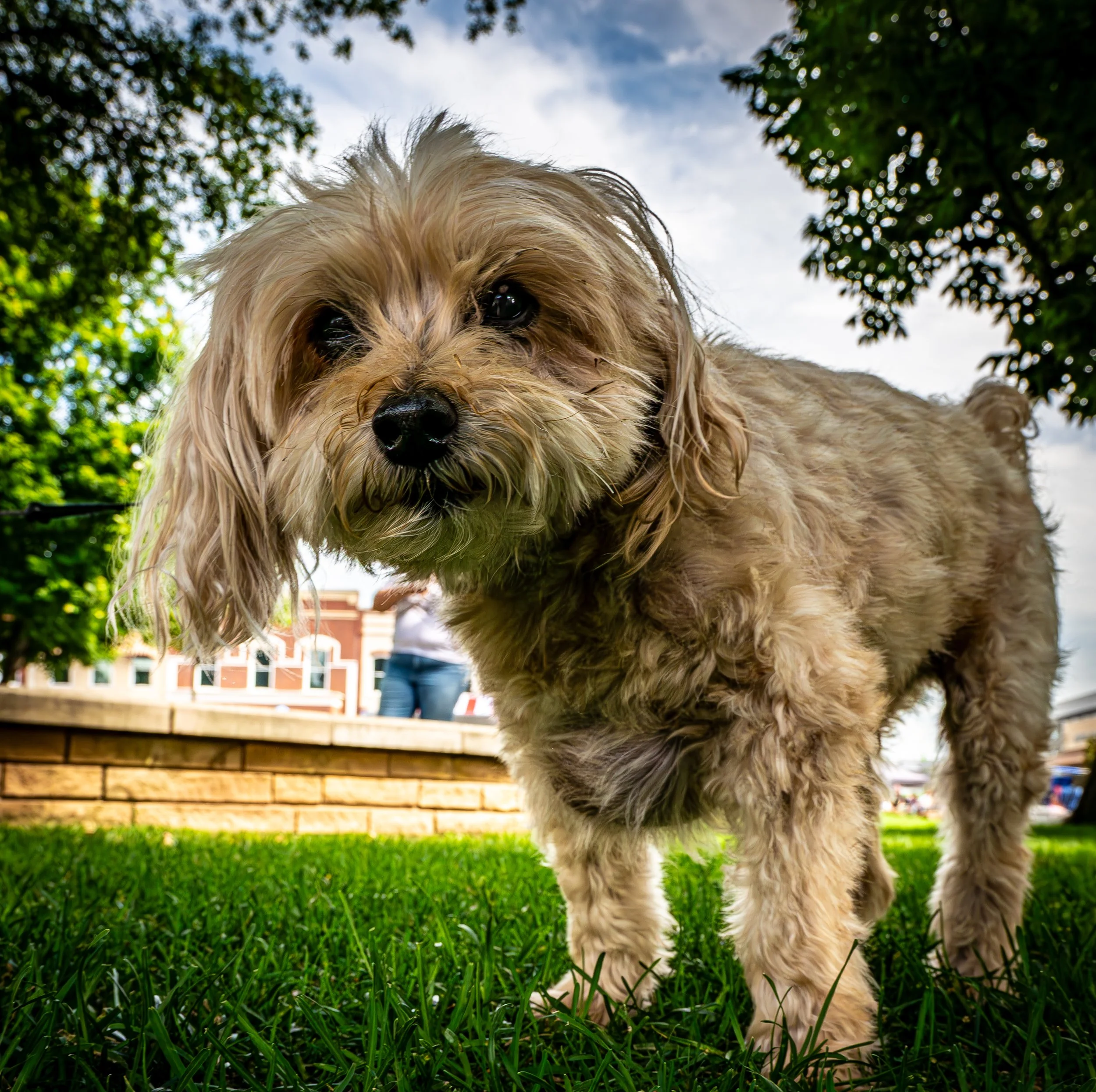 Small Dog in the Park