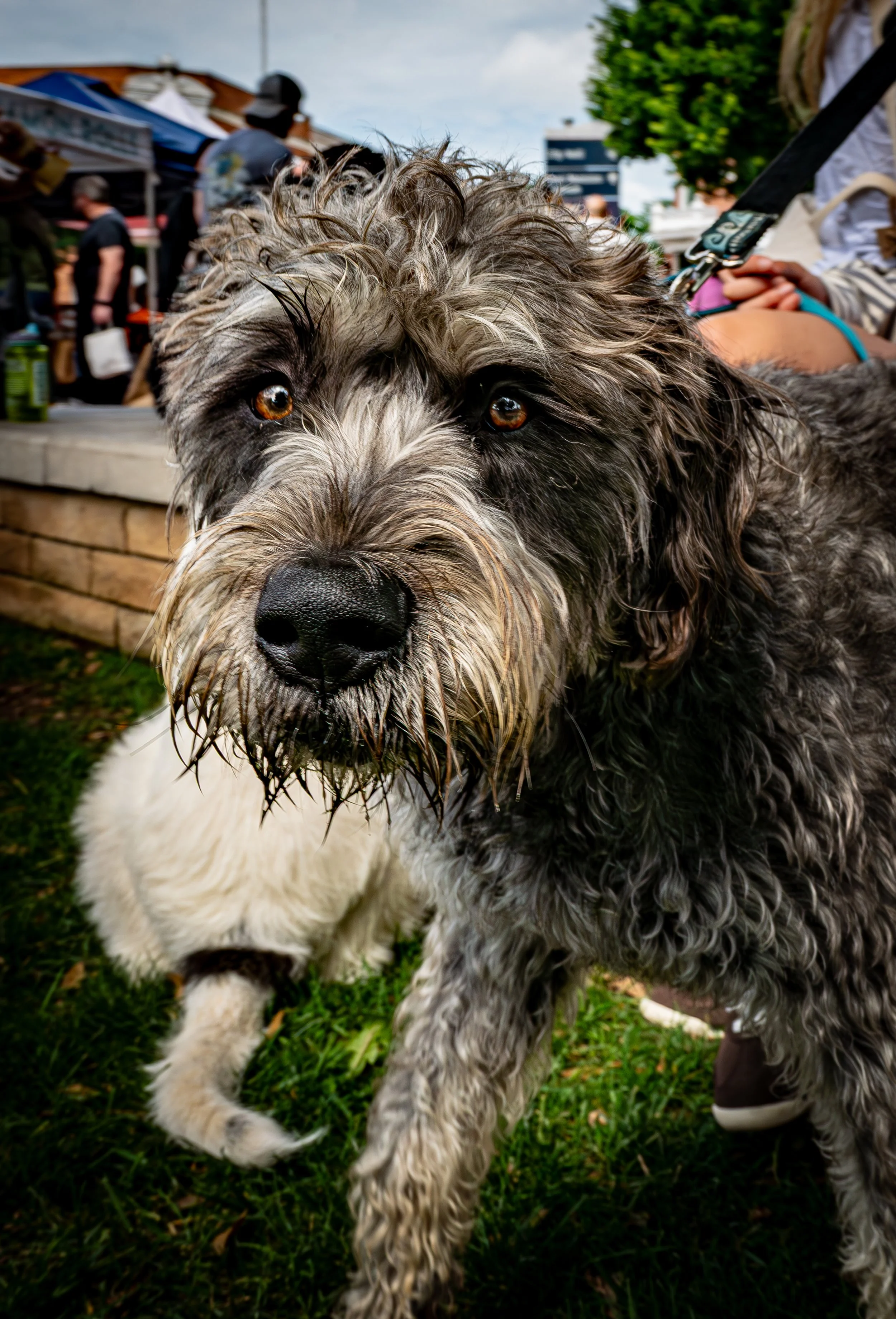 Shaggy Dog Portrait