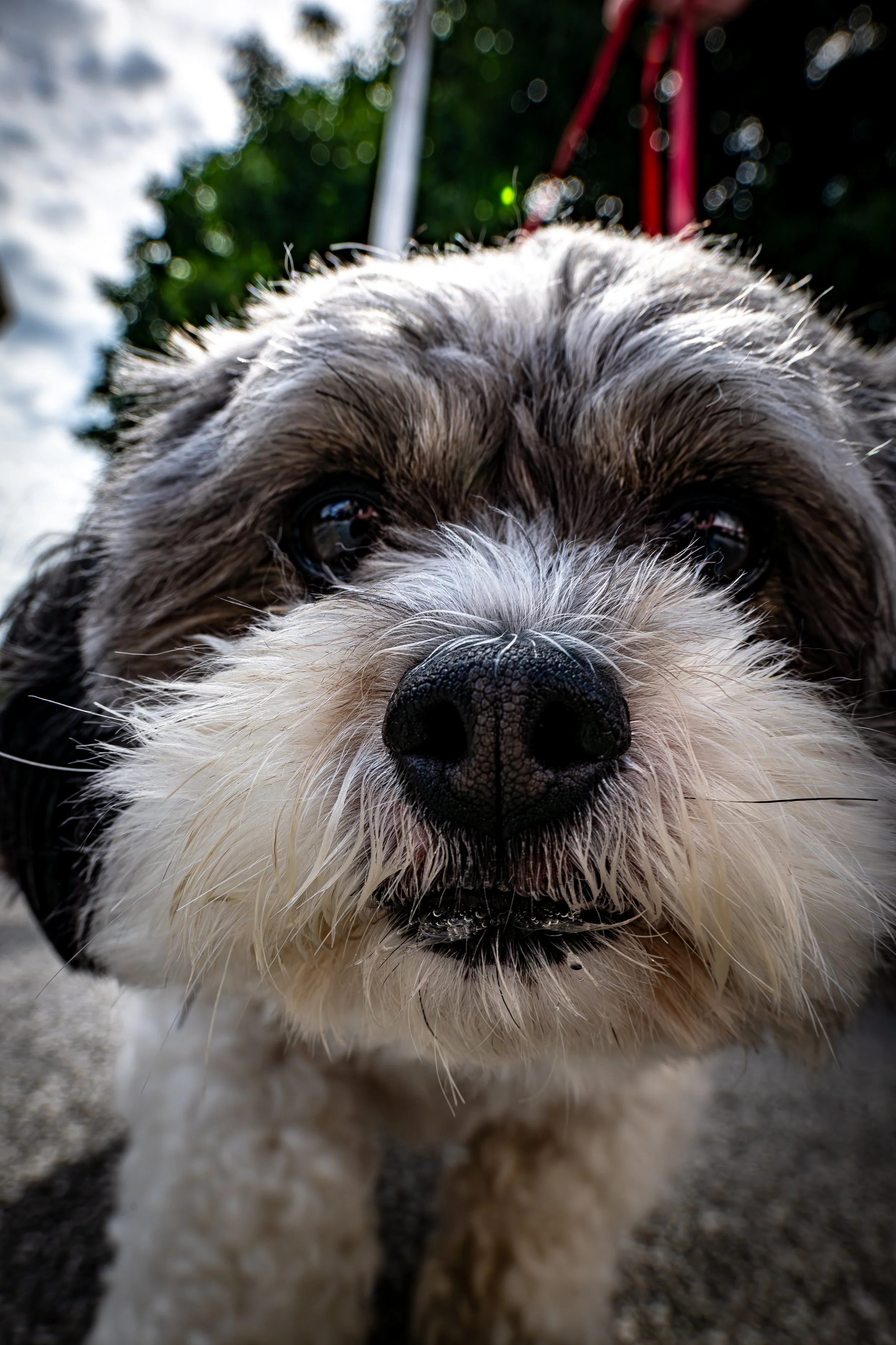 Curious Market Dog
