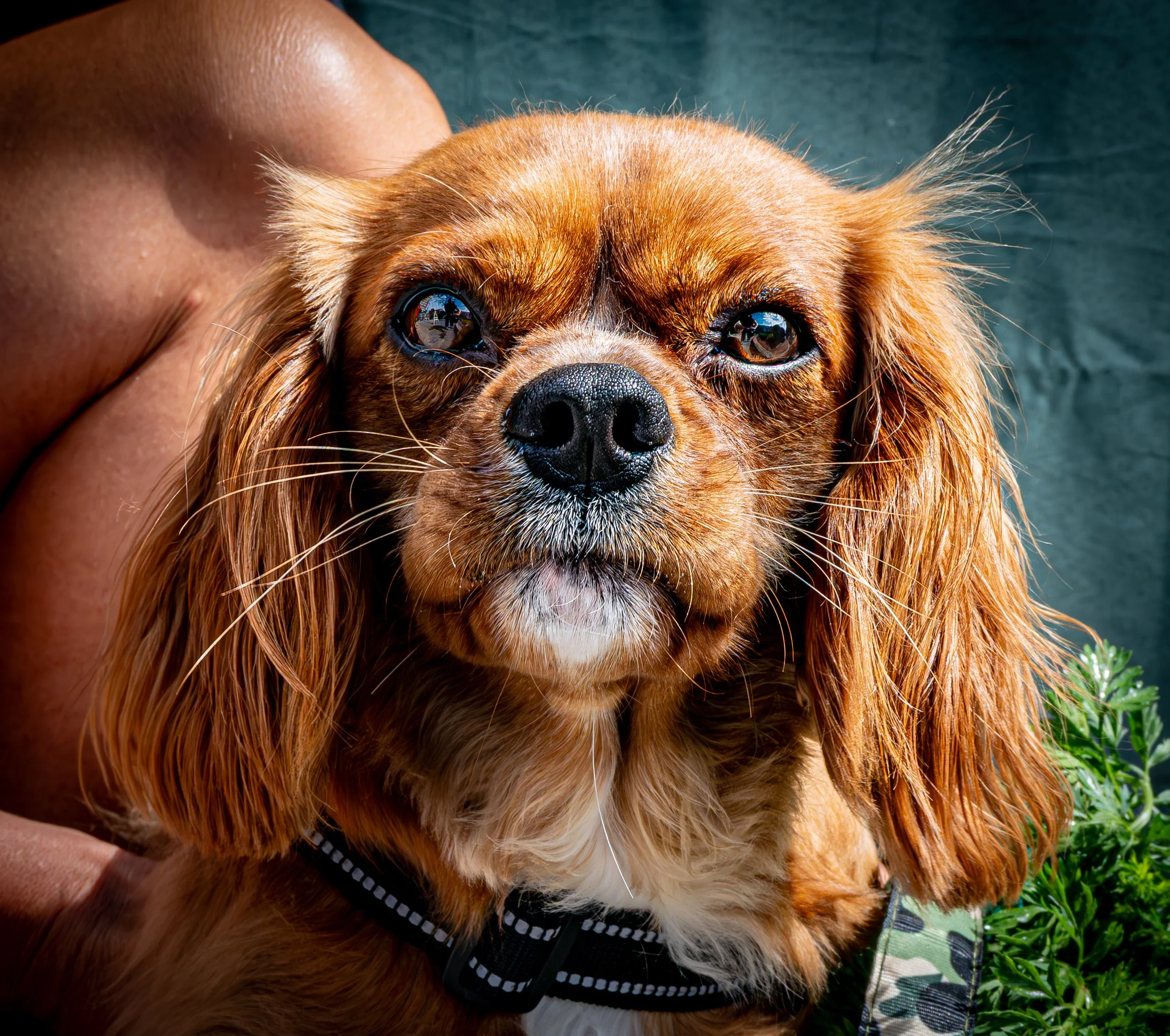 Cavalier Spaniel Portrait