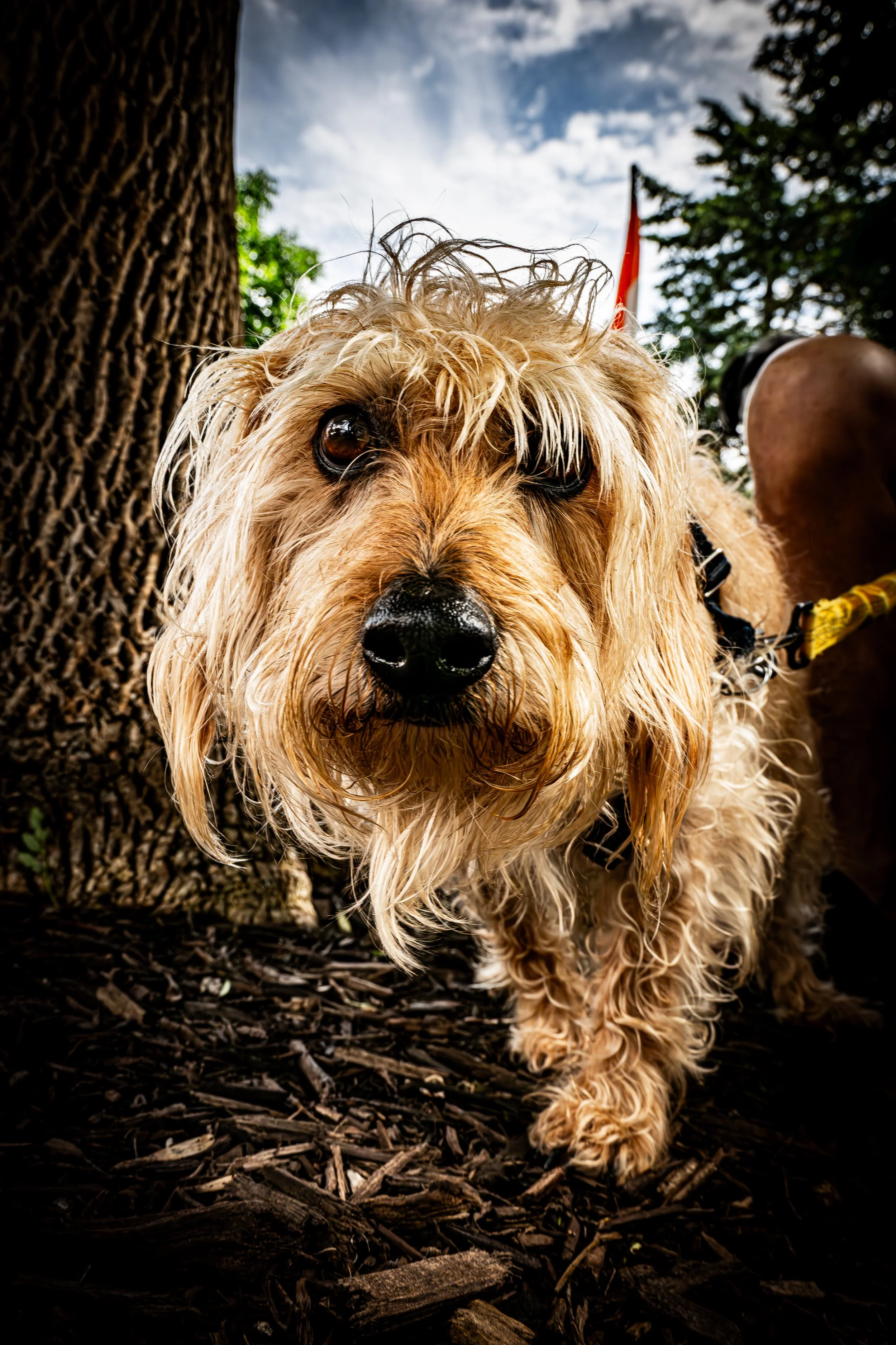 Scruffy Terrier Portrait