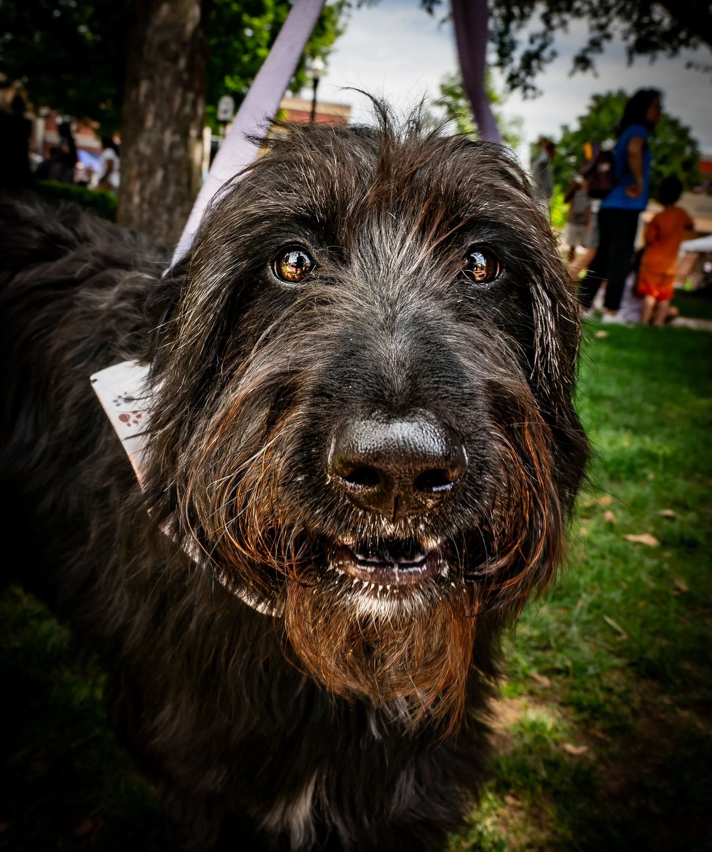 Shaggy Dog Portrait