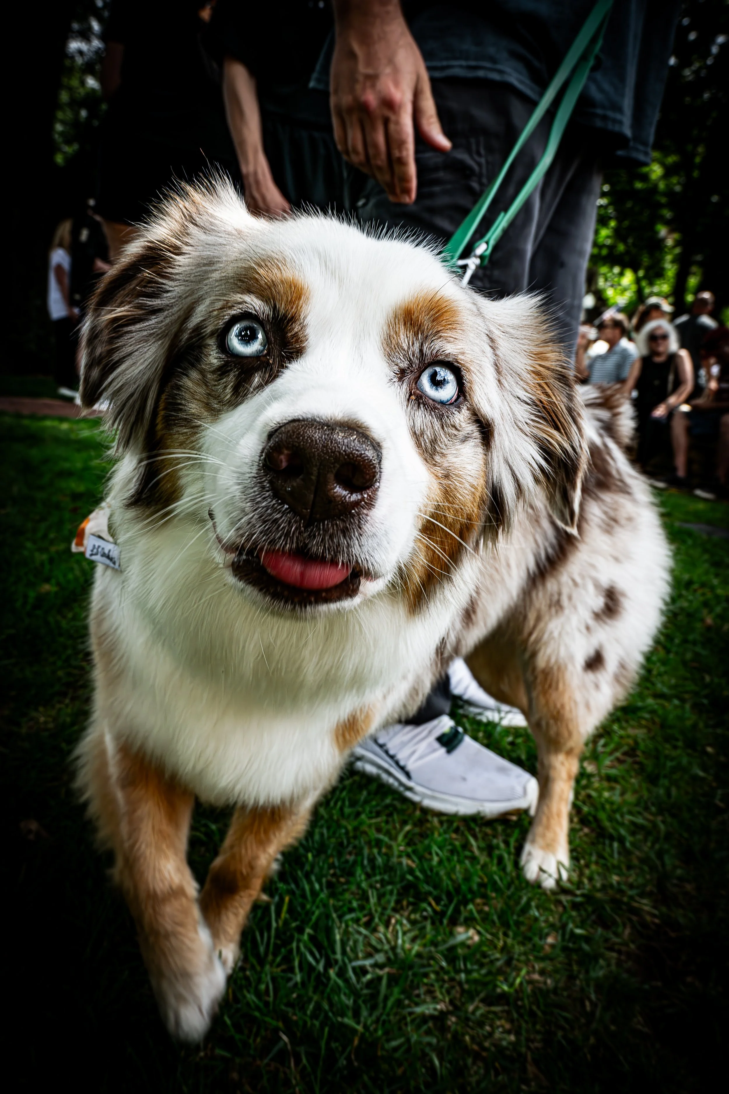 Blue-Eyed Market Dog