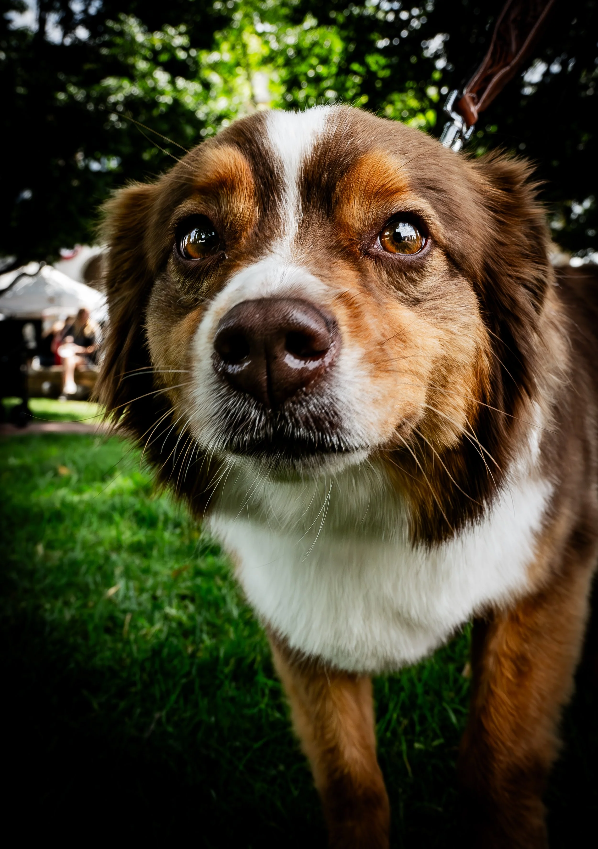Brown and White Market Dog