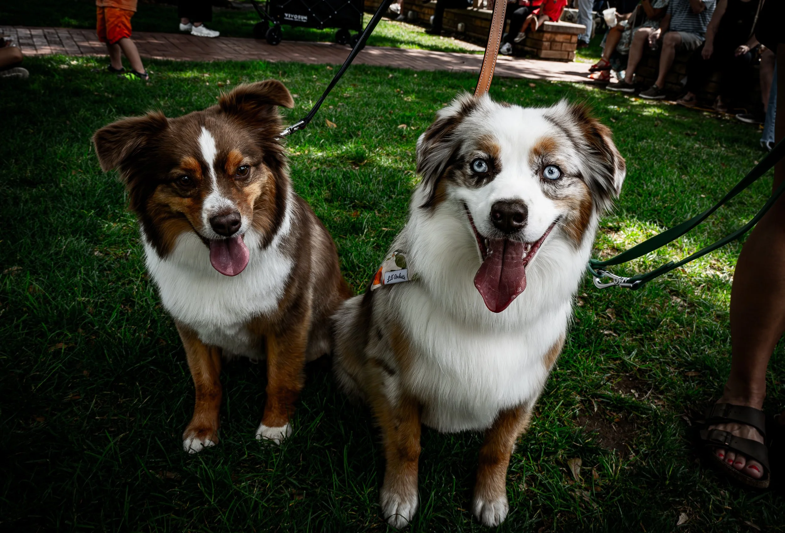Australian Shepherd Pair