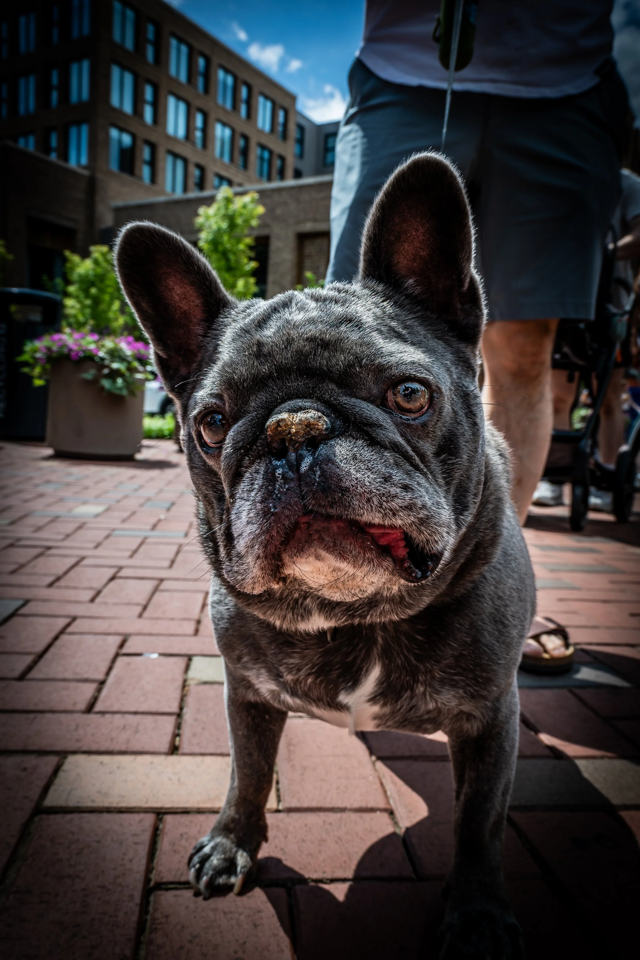 French Bulldog Downtown