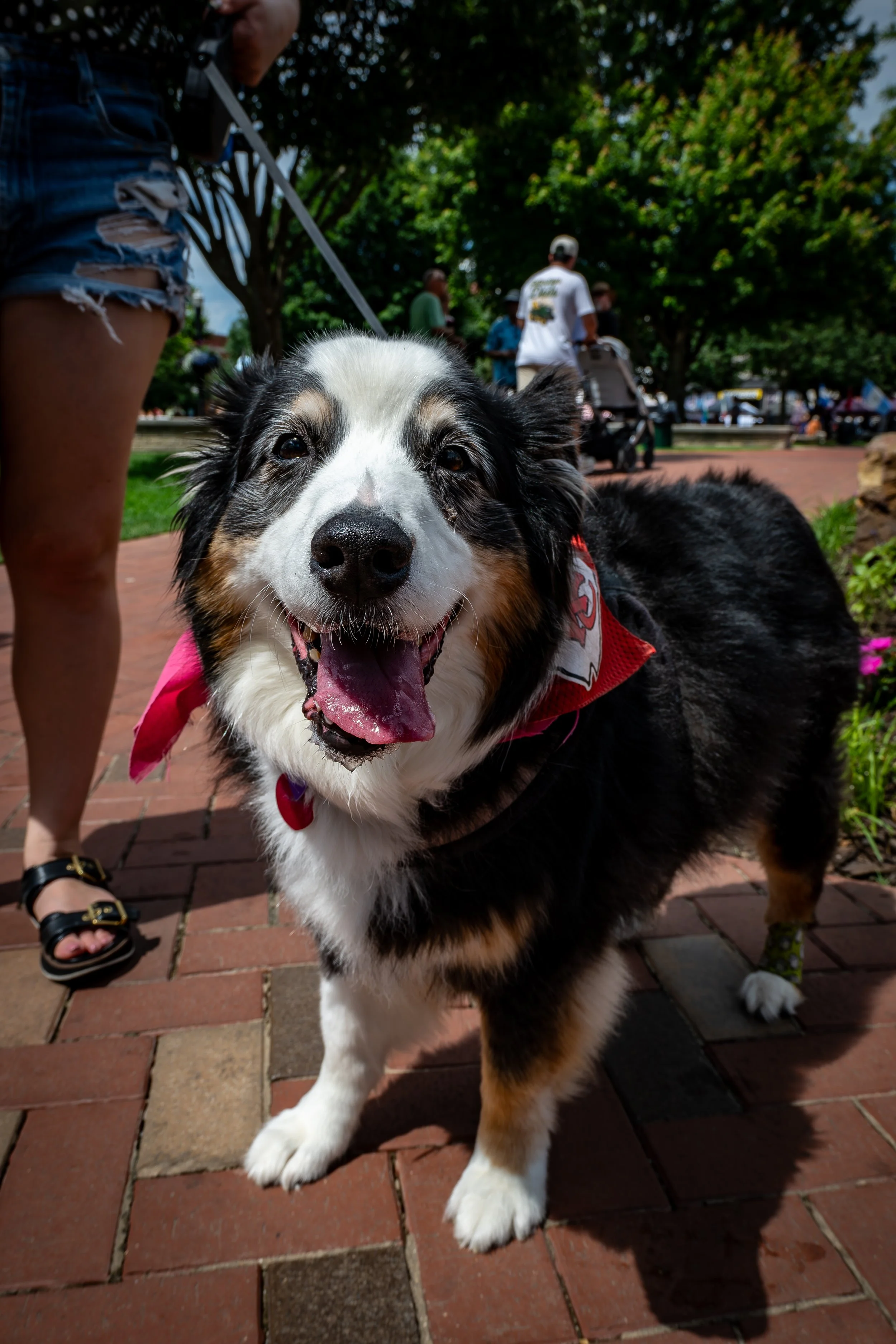 Smiling Market Dog