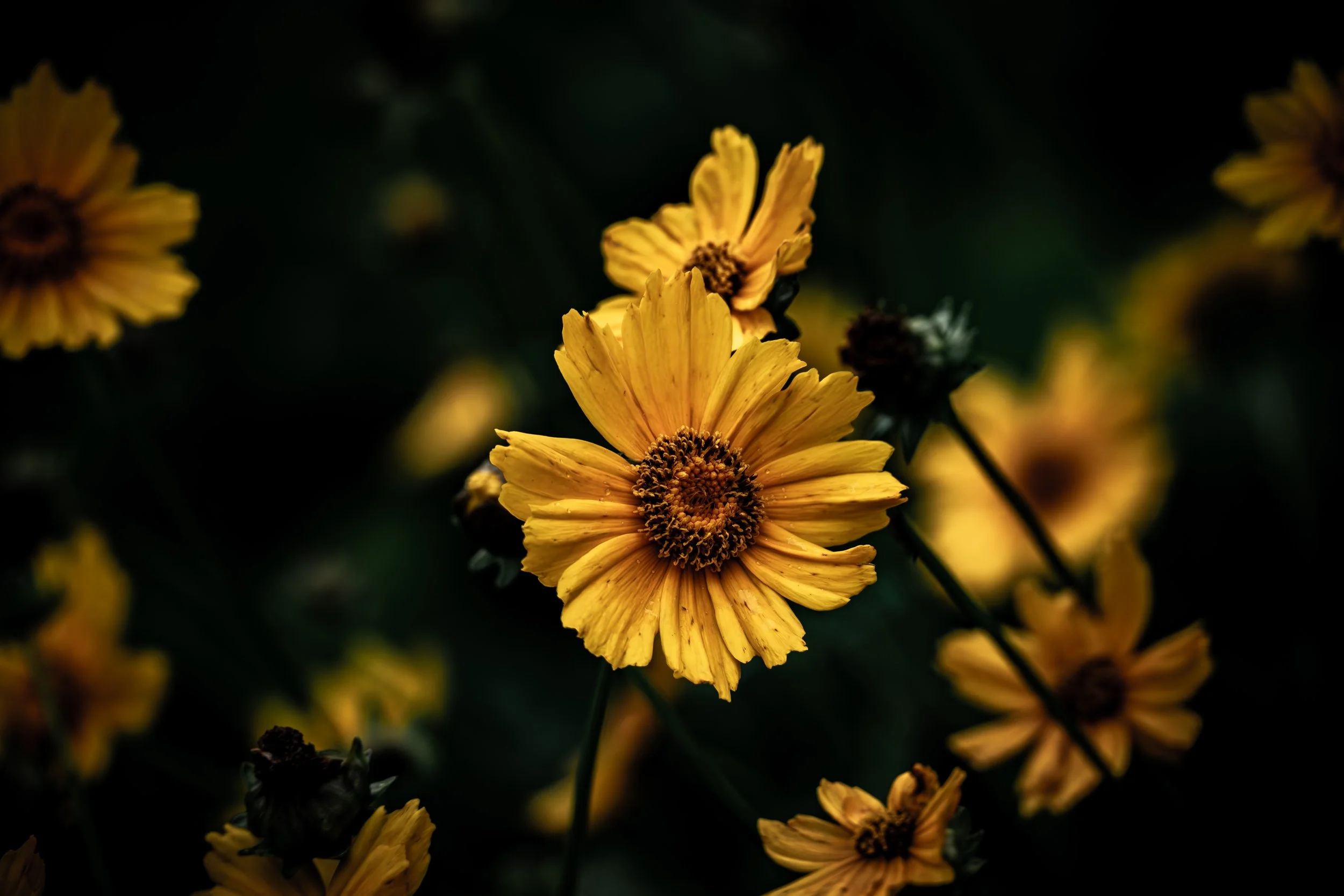 Summer Wildflowers