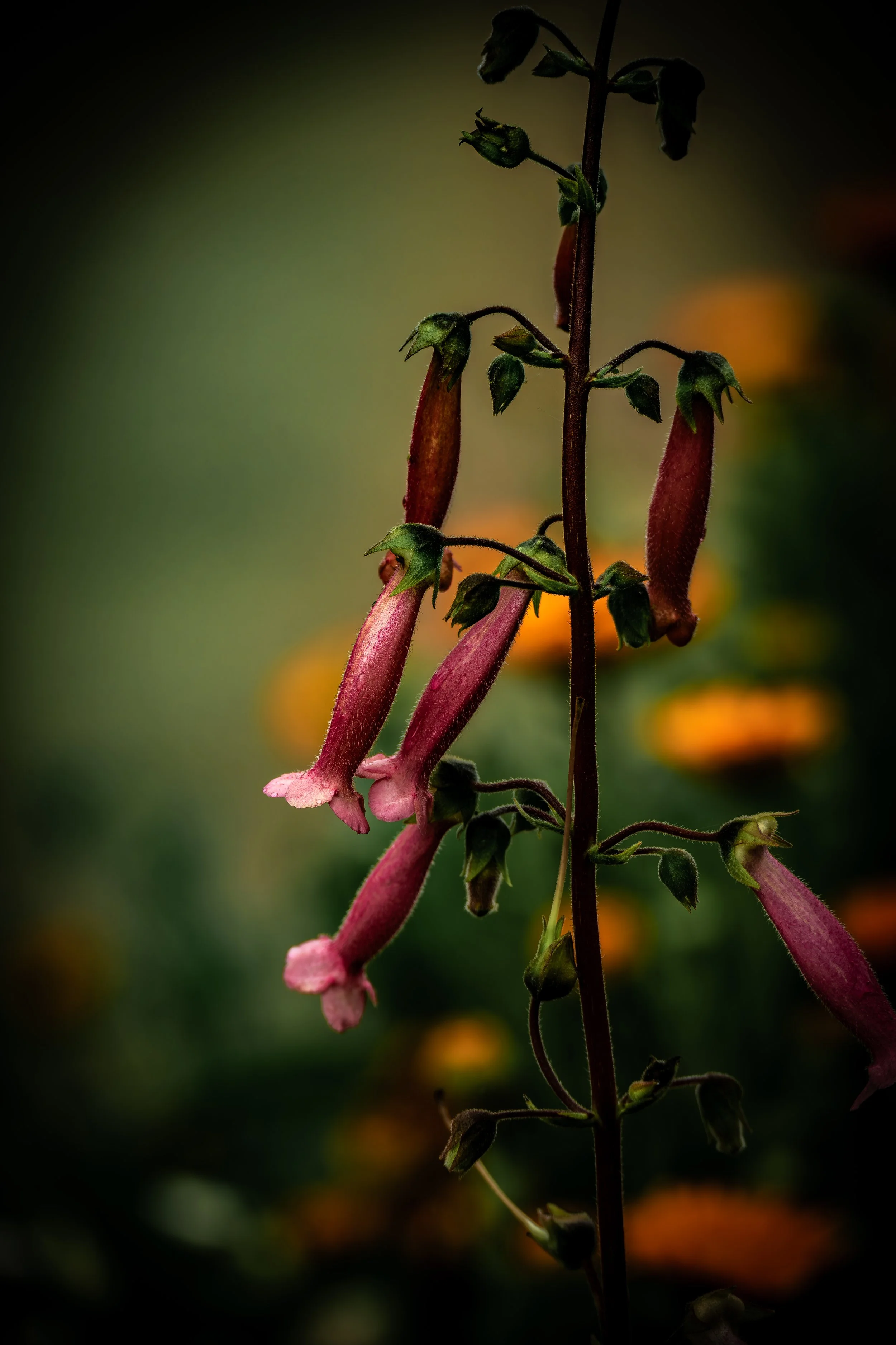 Penstemon in Bloom