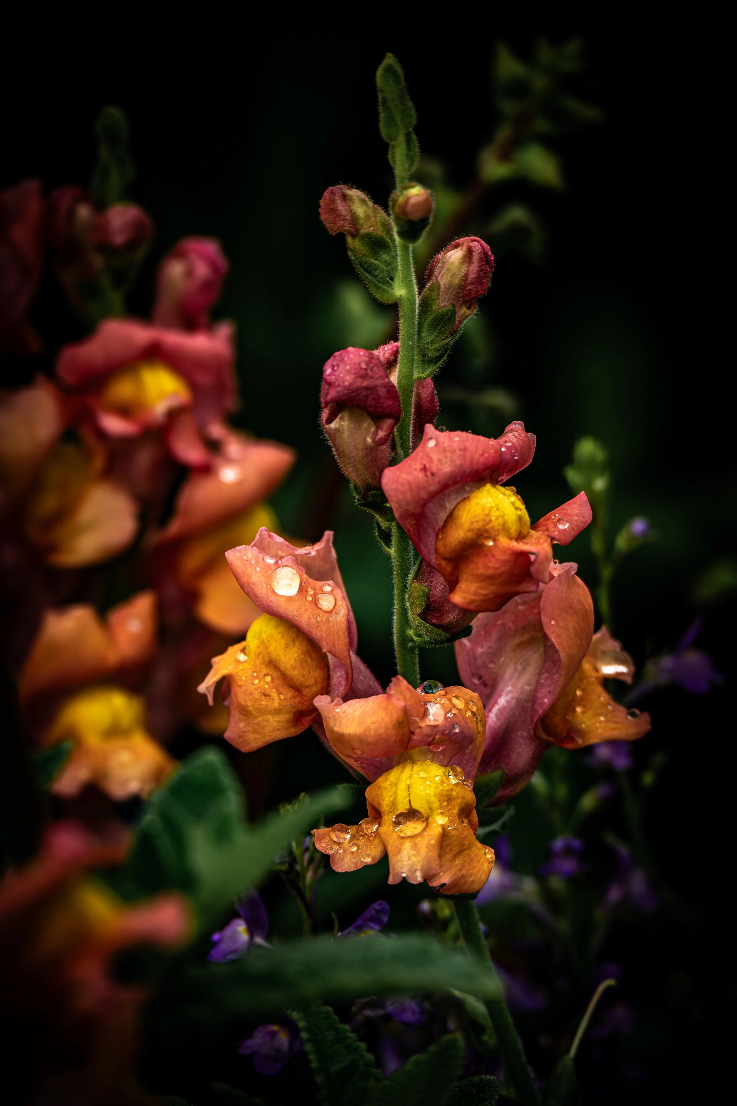 Snapdragon Blooms