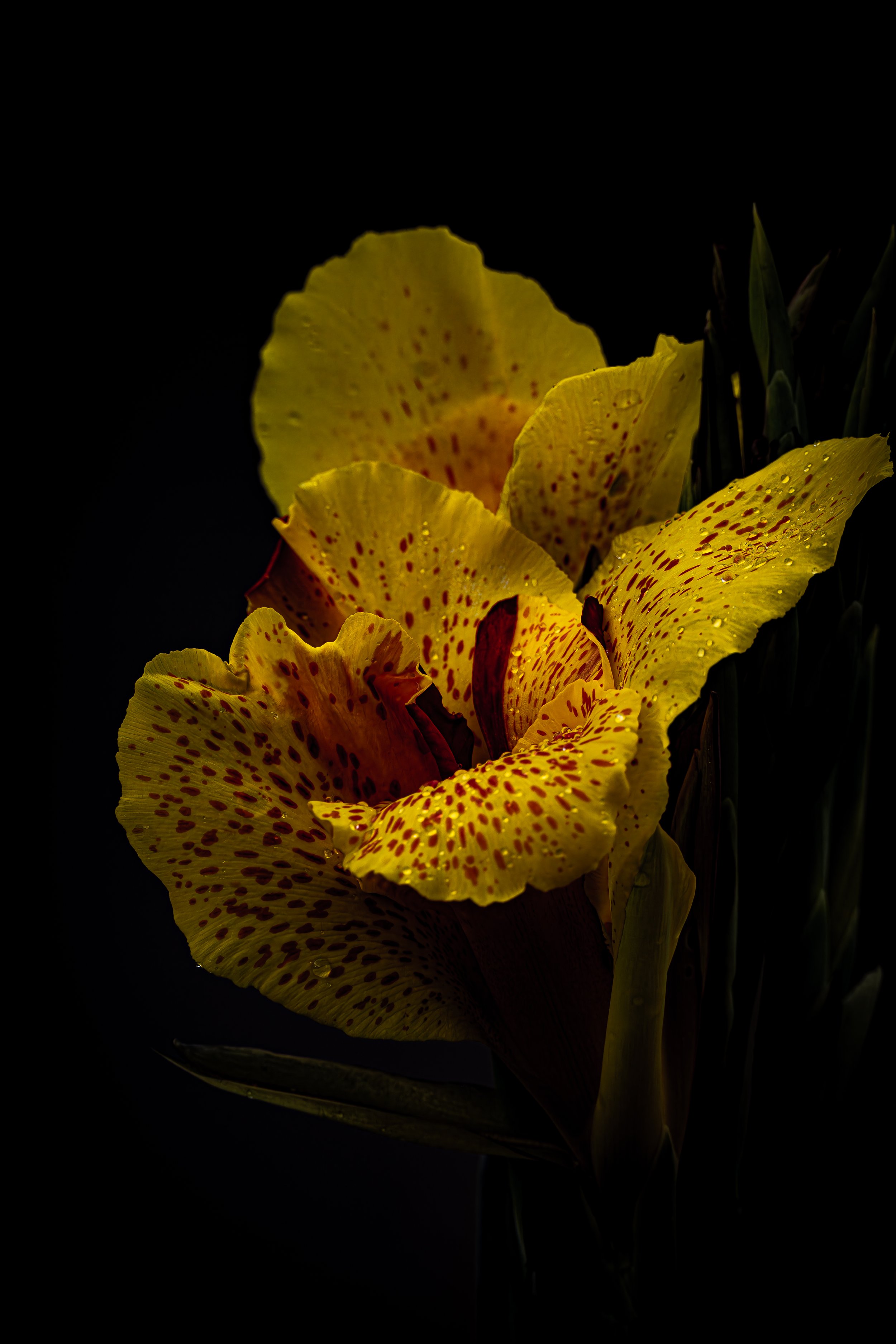 Yellow Canna Lily