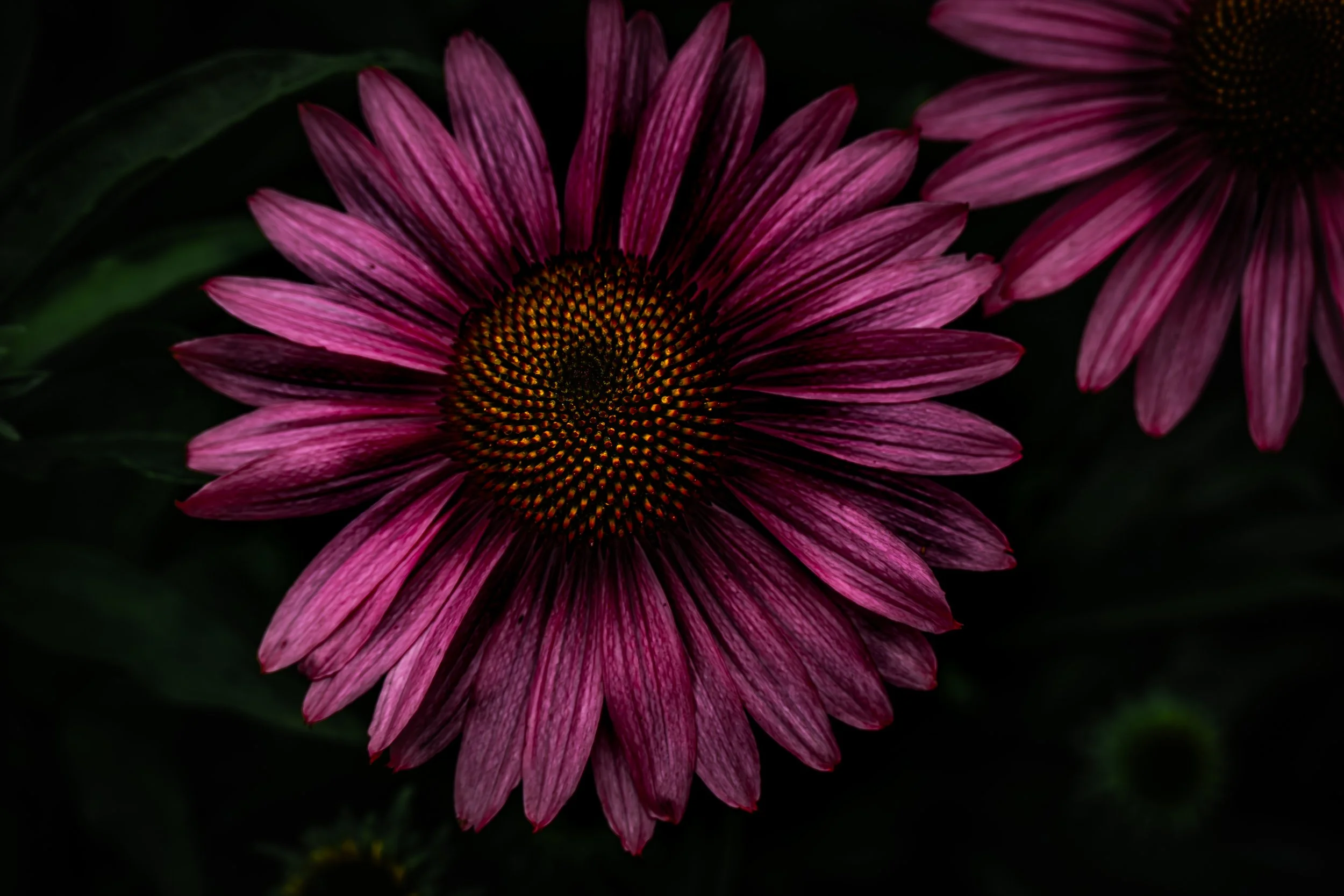 Purple Coneflower Close-Up