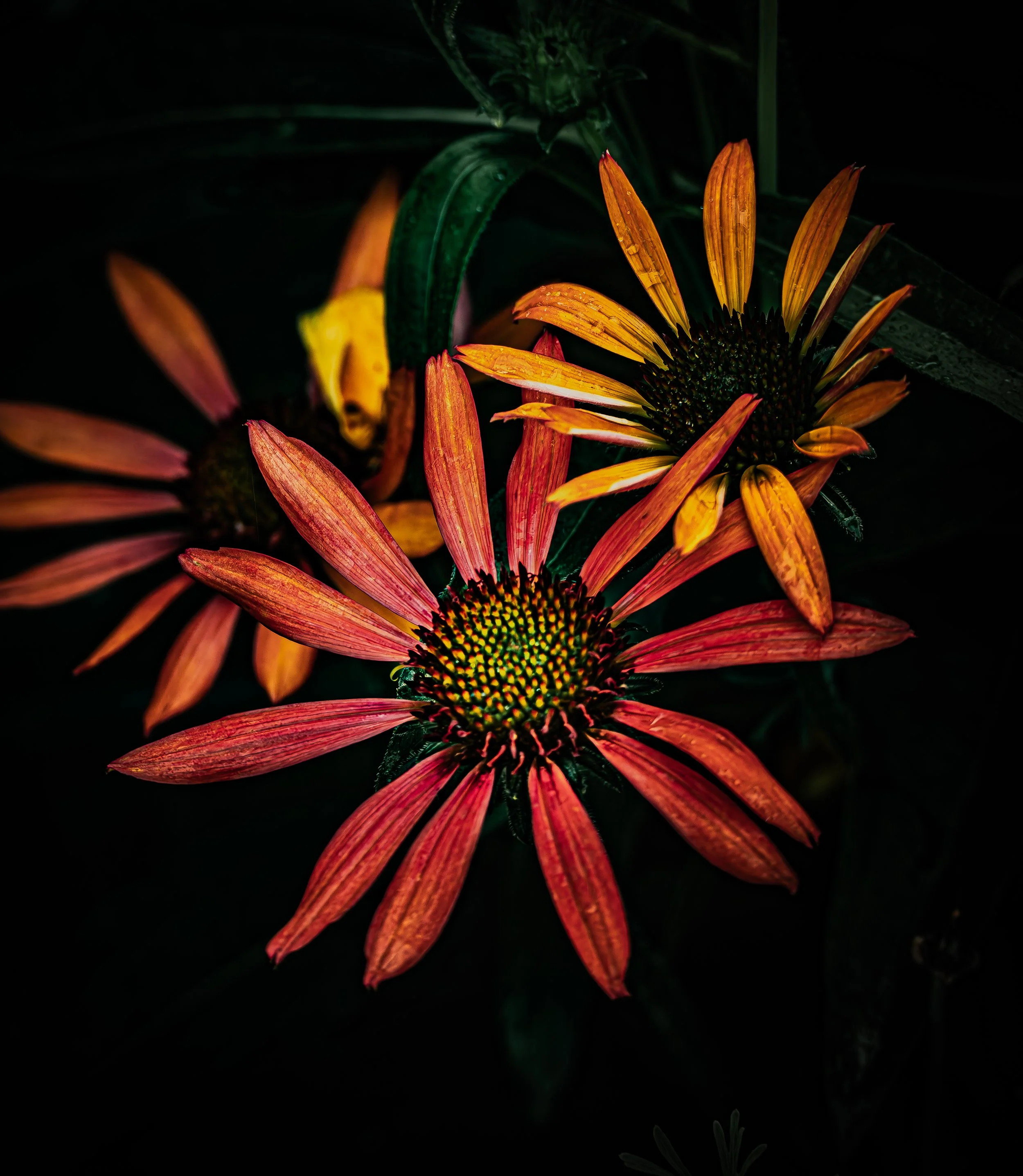 Summer Coneflowers