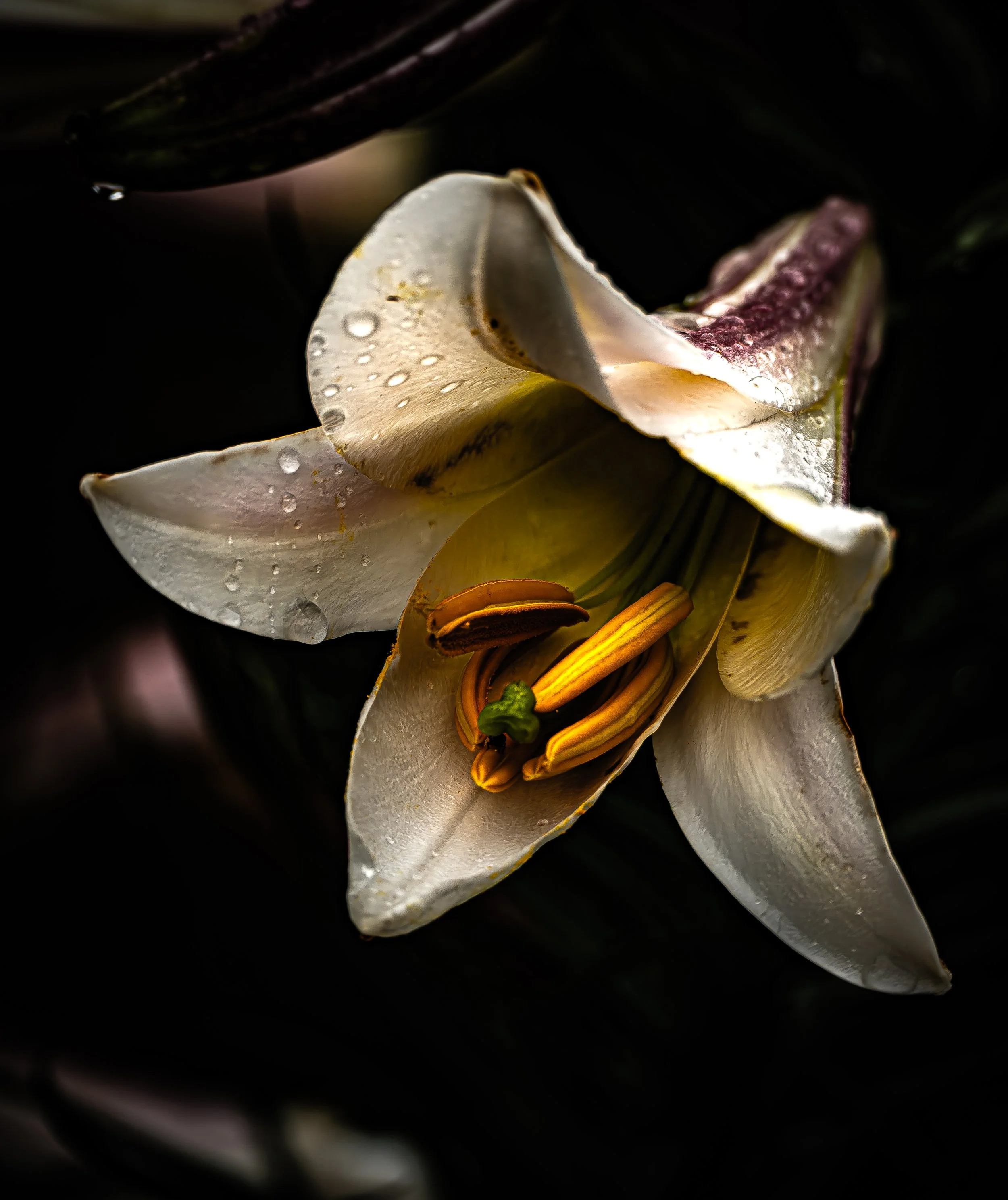 White Lily After the Rain