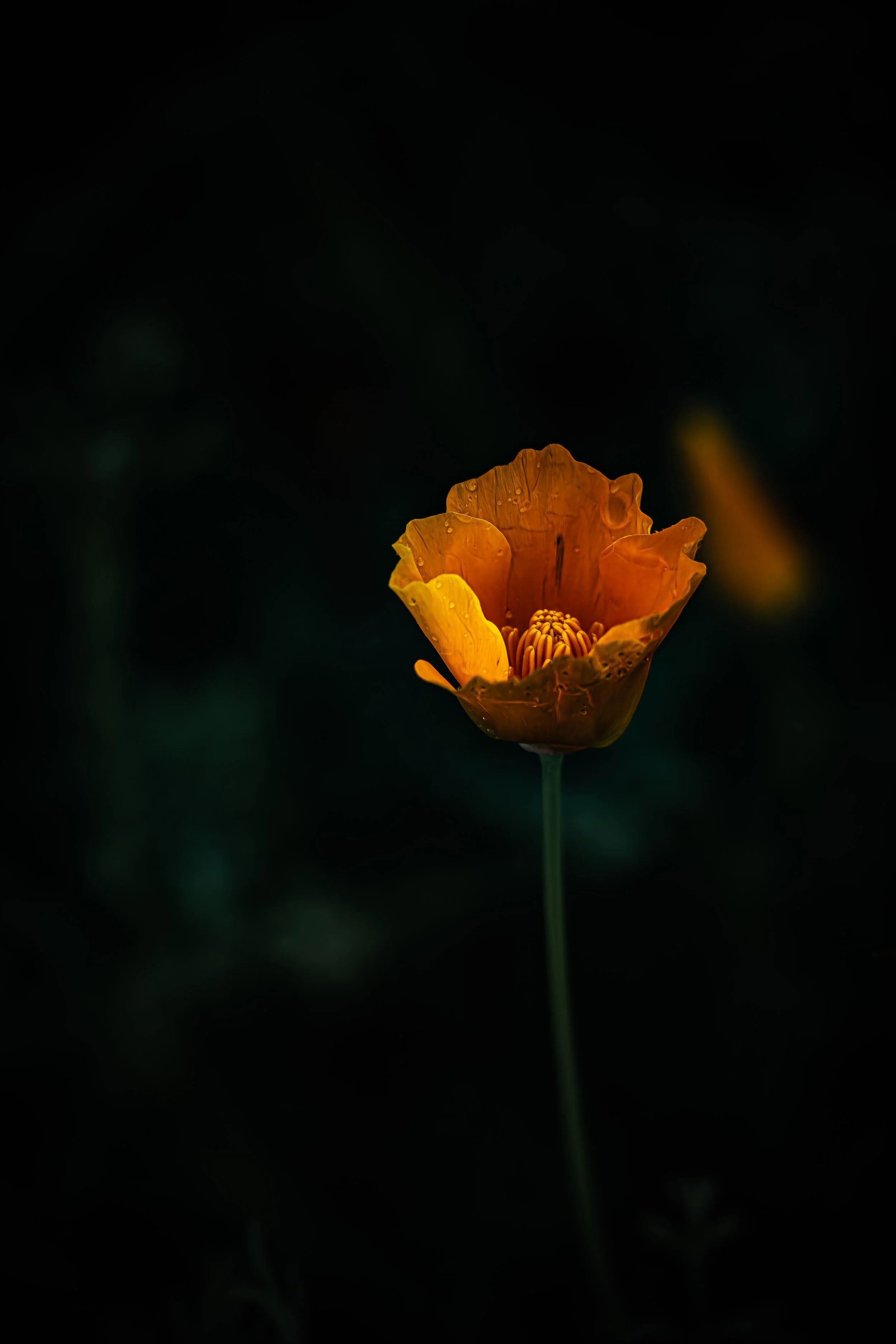 Orange Wildflower