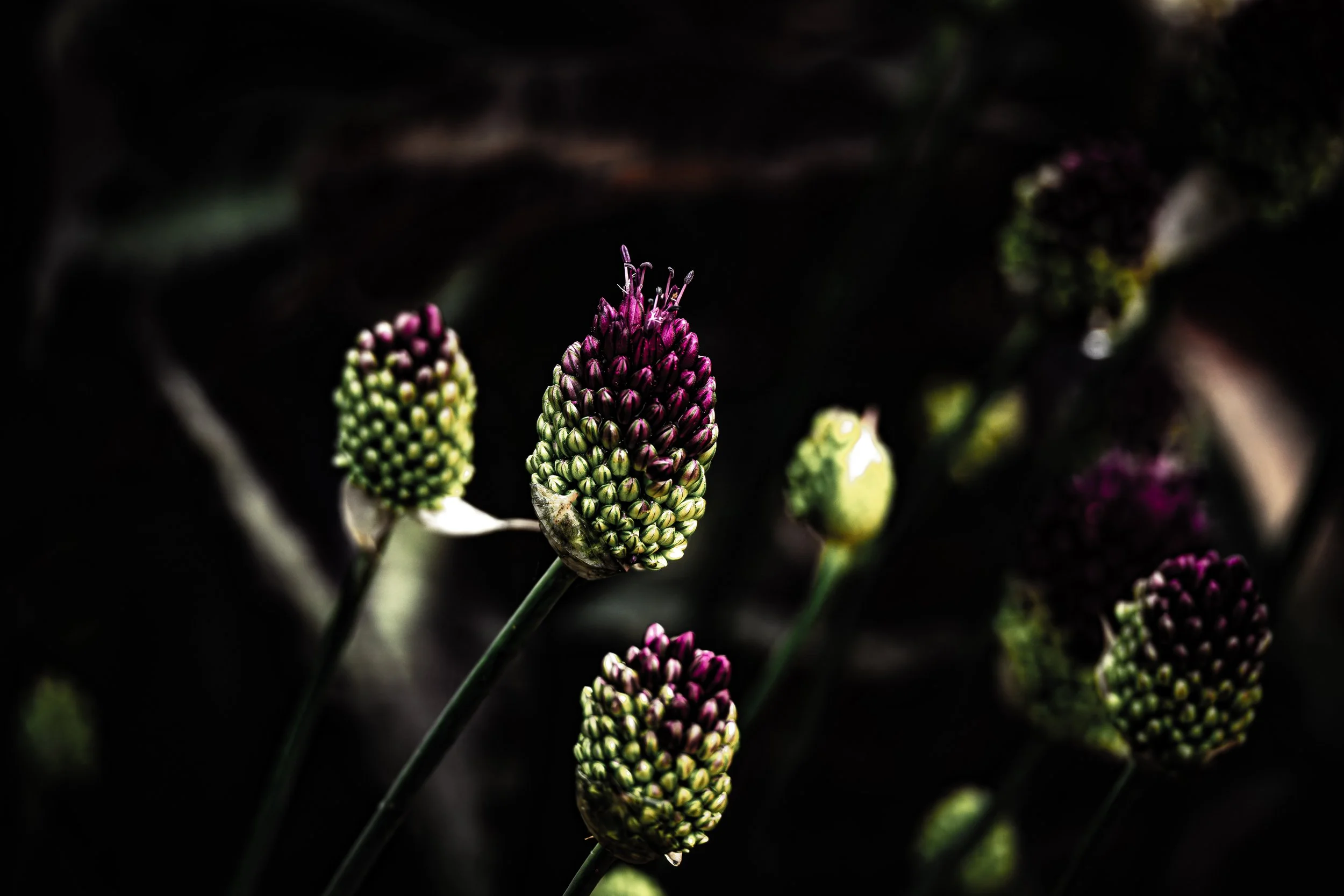 Summer Flower Buds