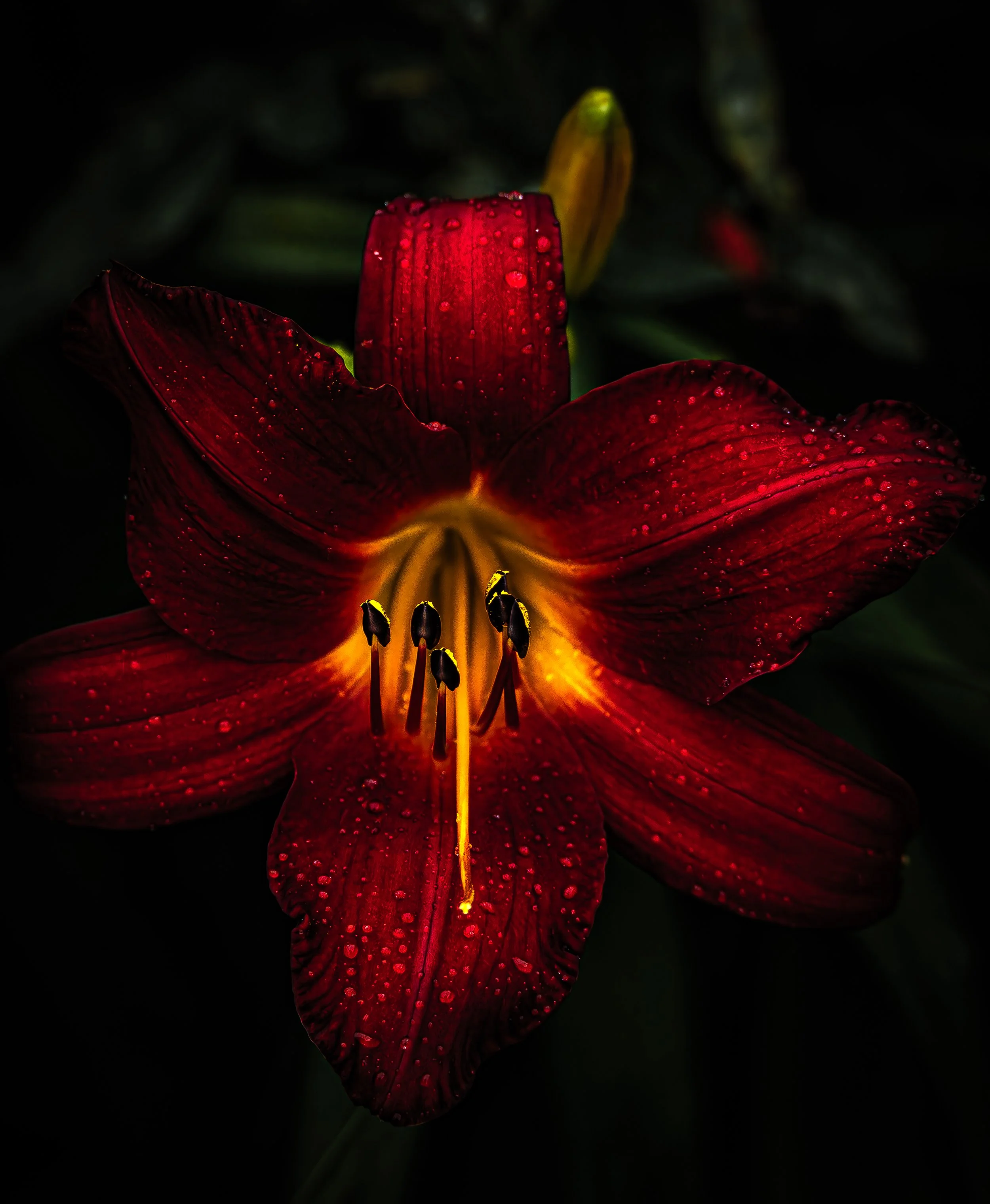 Red Daylily in Bloom